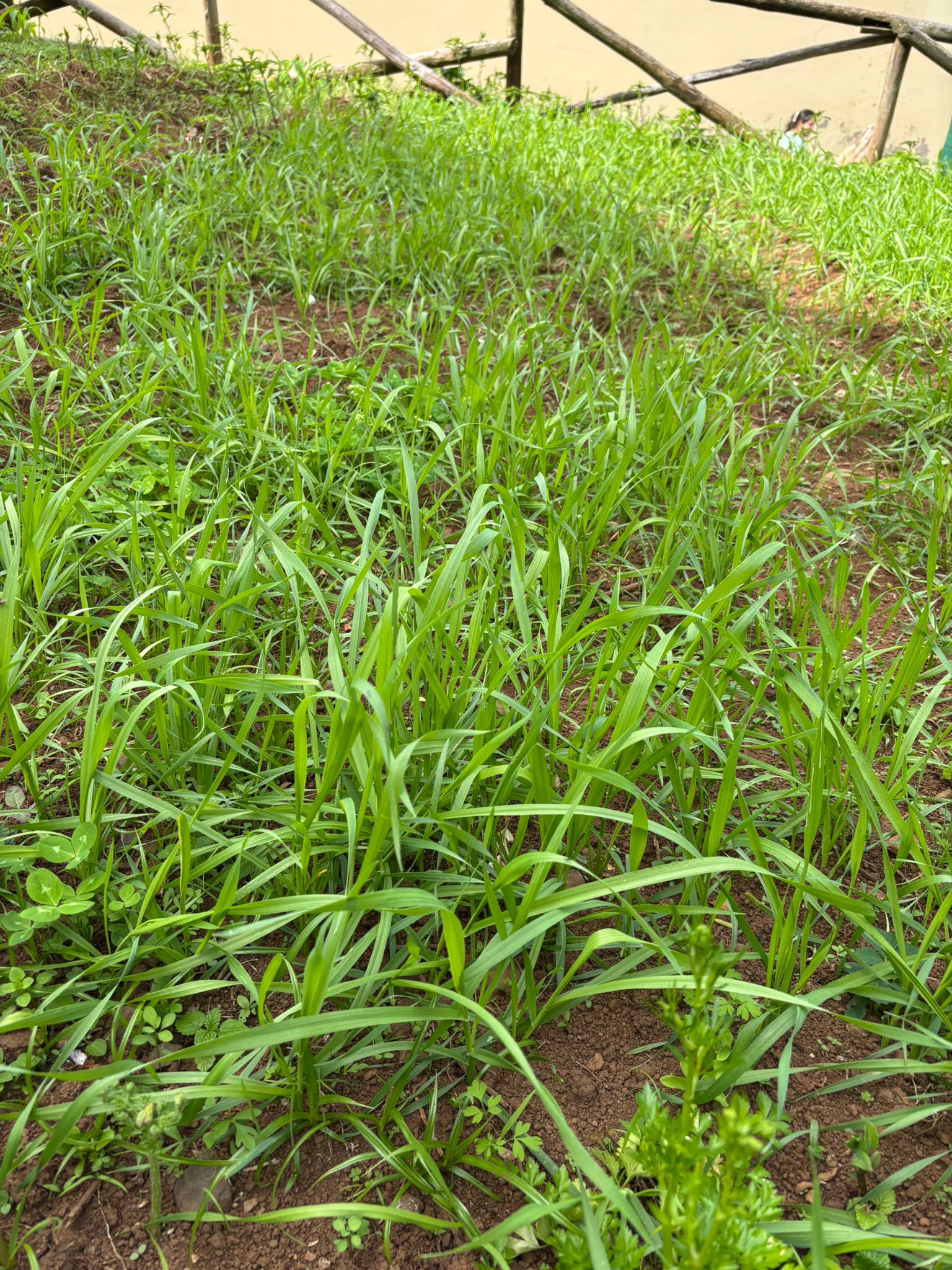 Ecotrigo verde!