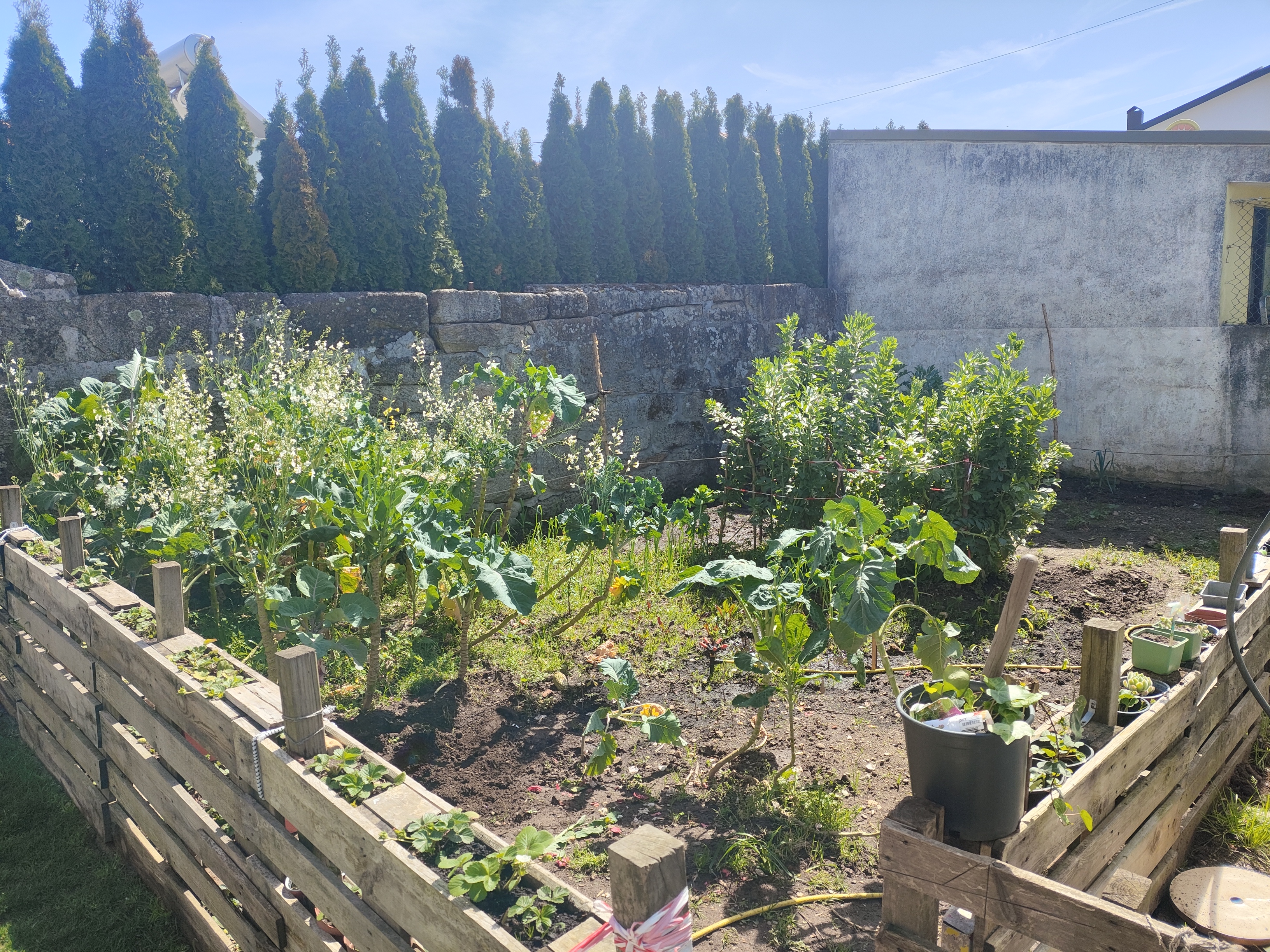 A nossa horta começou a dar os nossos primeiros vegetais, favas. O nosso caldo verde continua a produzir.