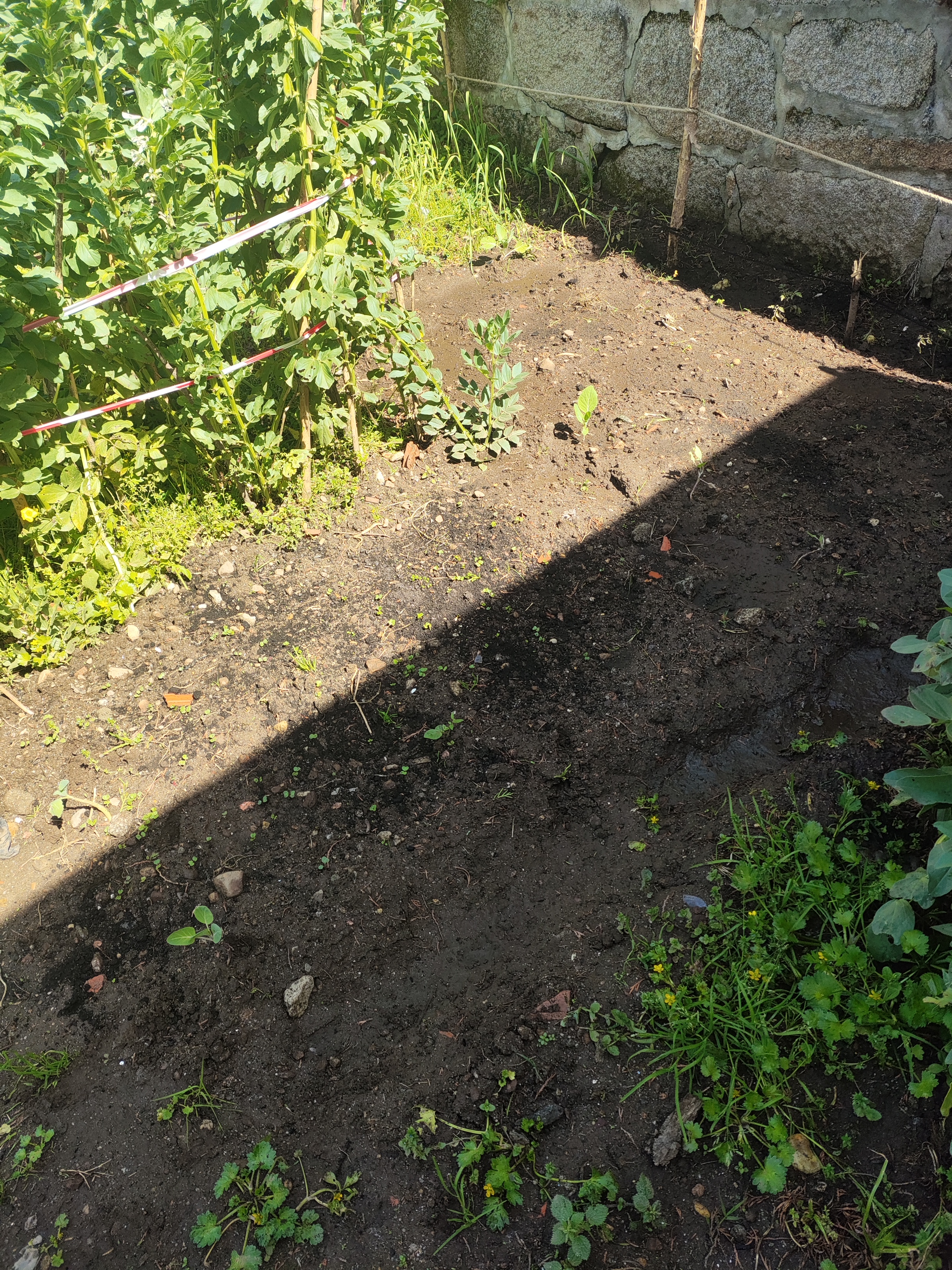 Para comemorar o início da primavera semeamos courgettes, pepinos e abóboras. Já se começam a ver os primeiros rebentos.