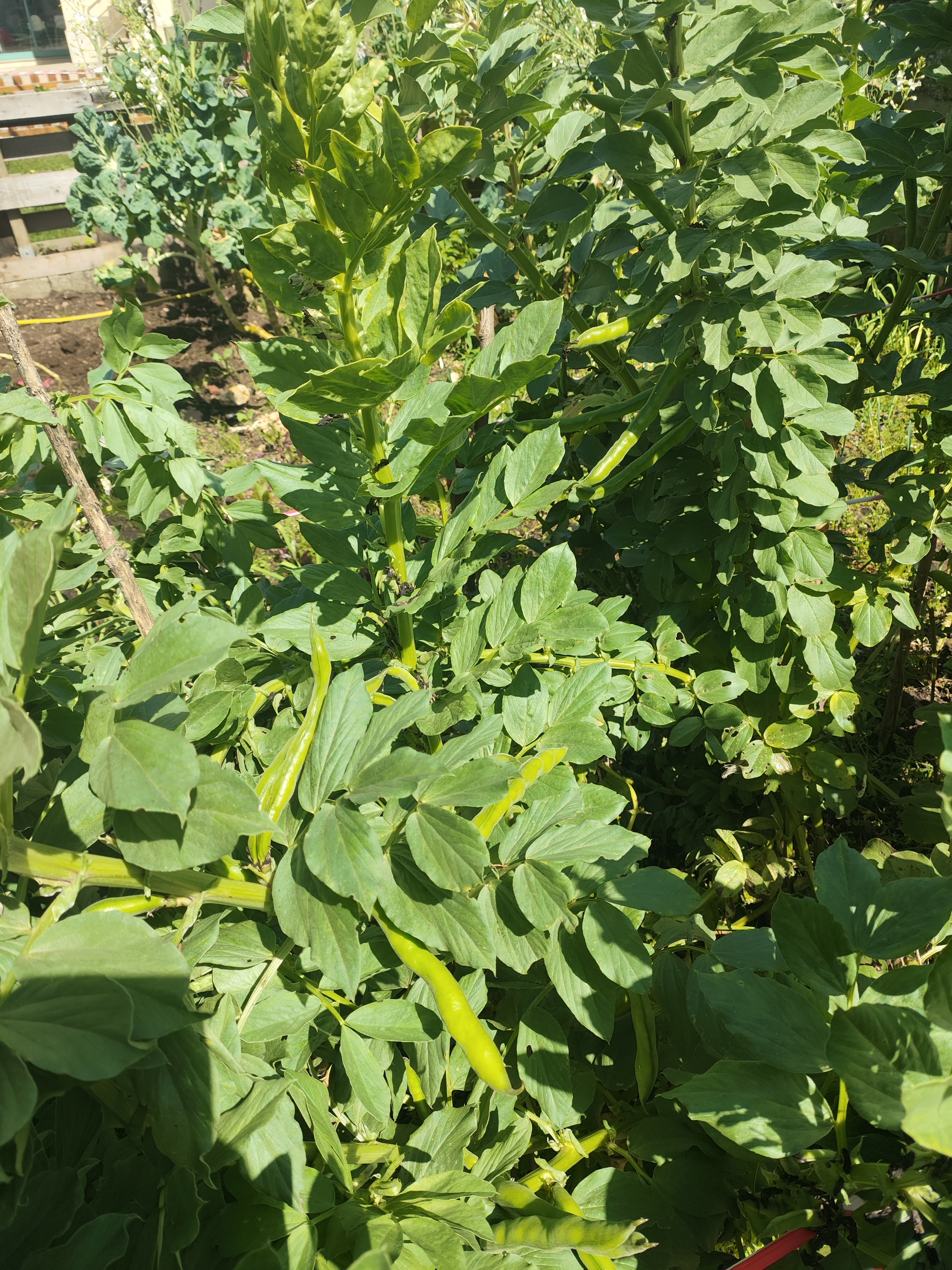 Colocamos estacas e fios para amarrar as favas que ficaram ligeiramente danificadas com o vento.