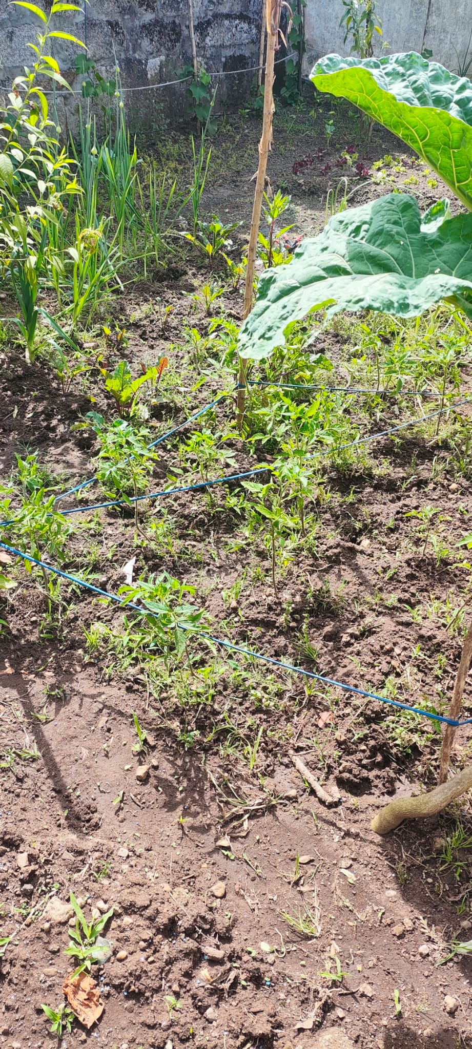 Plantamos também tomates cherry, coração de boi e cacho. As nossas beterrabas estão quase prontas a comer. Os alhos estão quase prontos.
Os Chuchus continuam a crescer.
