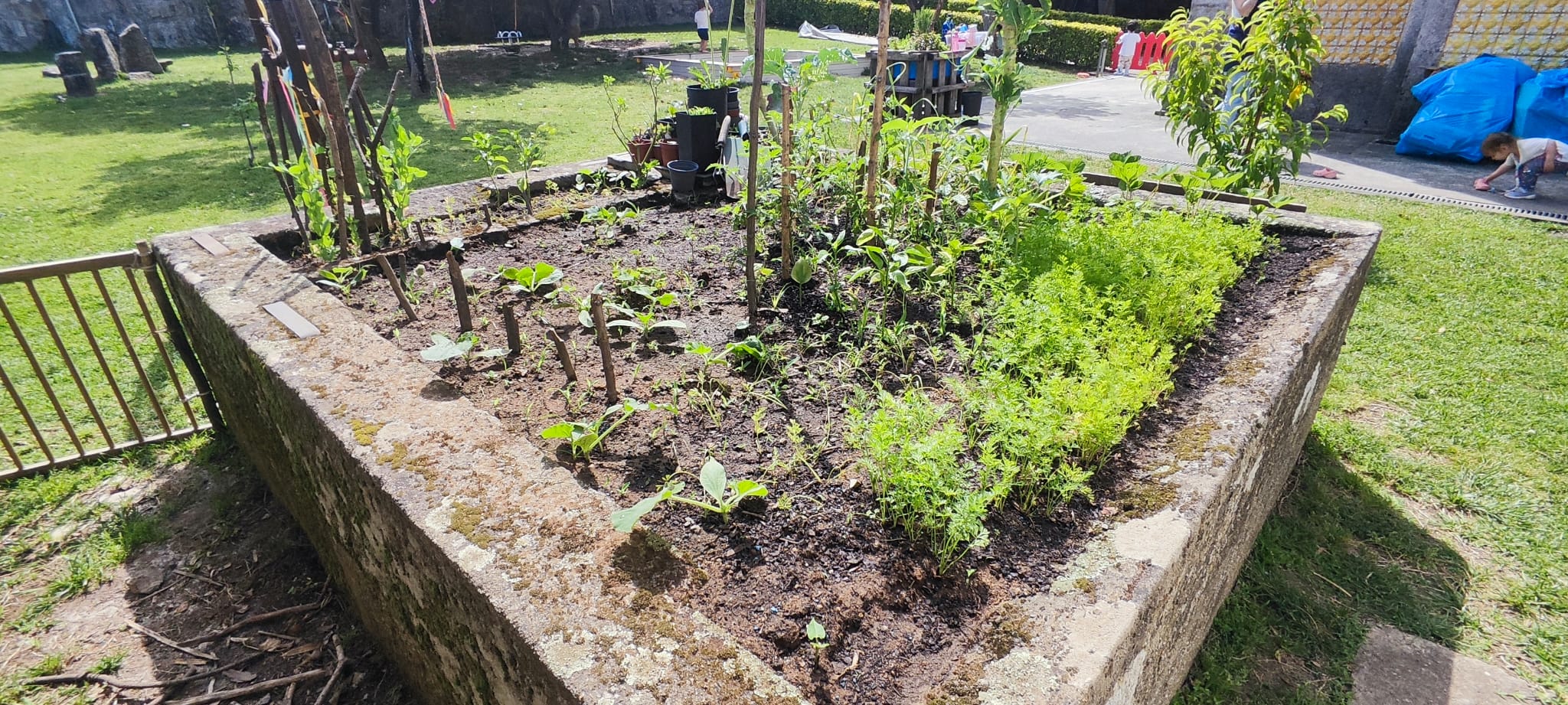 Na nossa mini horta de exposição começam a crescer os primeiros pimentos, malagetas e tomates. Os Girassóis começam a sair da terra. Os courgettes redondos e as aboboras começaram a dar flor. O nosso cantinho das aromáticas já podemos colher 5 aromáticas