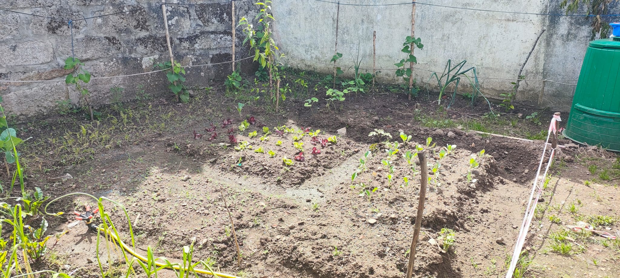 No Lugar das nossas favas plantamos pimentos de várias cores, feijão branco e feijão preto.
No espaço das couves semeamos feijão e milho.
Plantamos as novas couves num local diferente para benefício das novas culturas, e para  uma melhor exposição solar