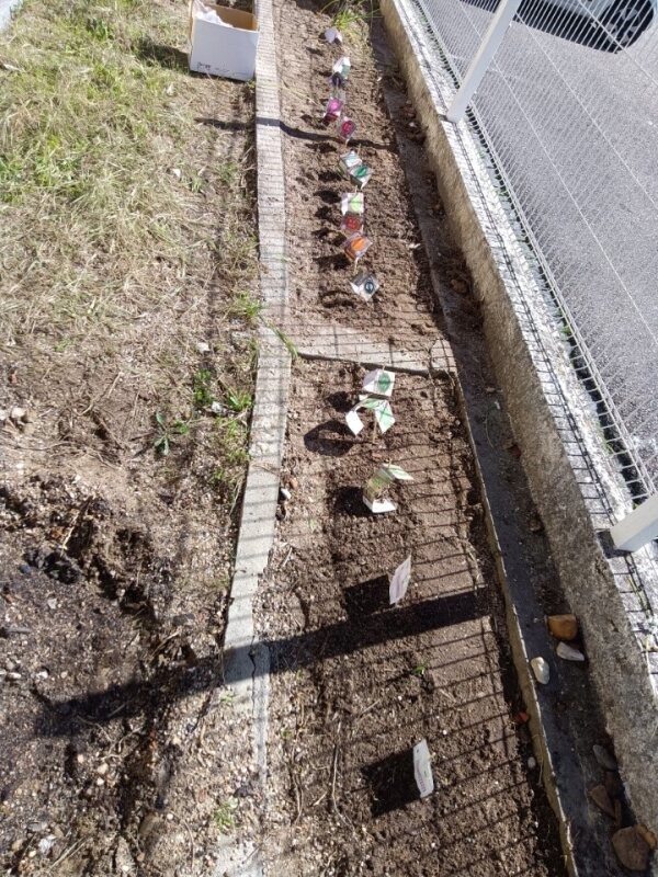 Ao regarmos a nossa horta observámos que as plantas já estão a aparecer.
Adultos e crianças estão a participar ativamente neste projeto.