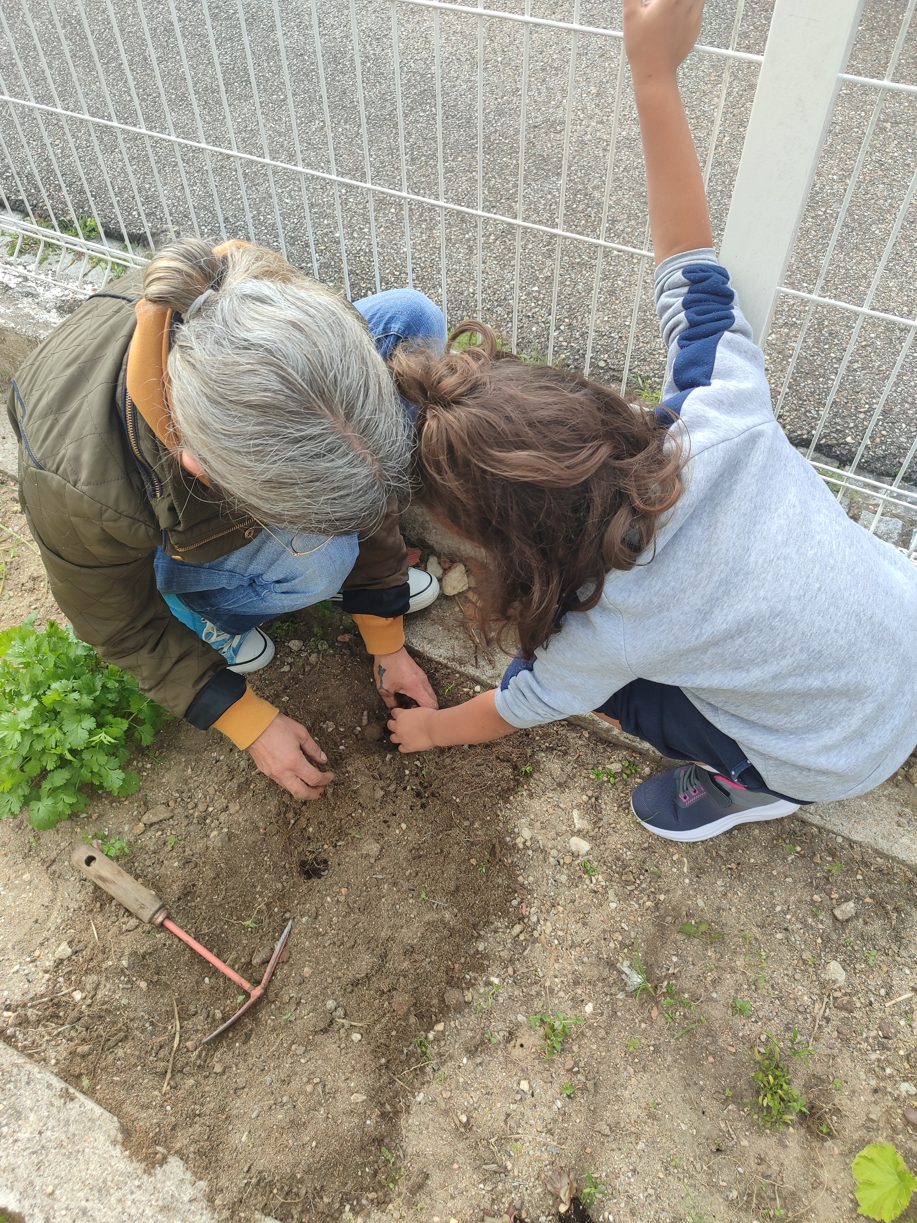 Com a ajuda de todos transplantámos as nossas plantas: alfaces, tomateiros, pepineiros, courgetes, couves... fizemos um buraco e colocámos a raíz e um pouco do caule dentro do buraco e tapamos com terra.