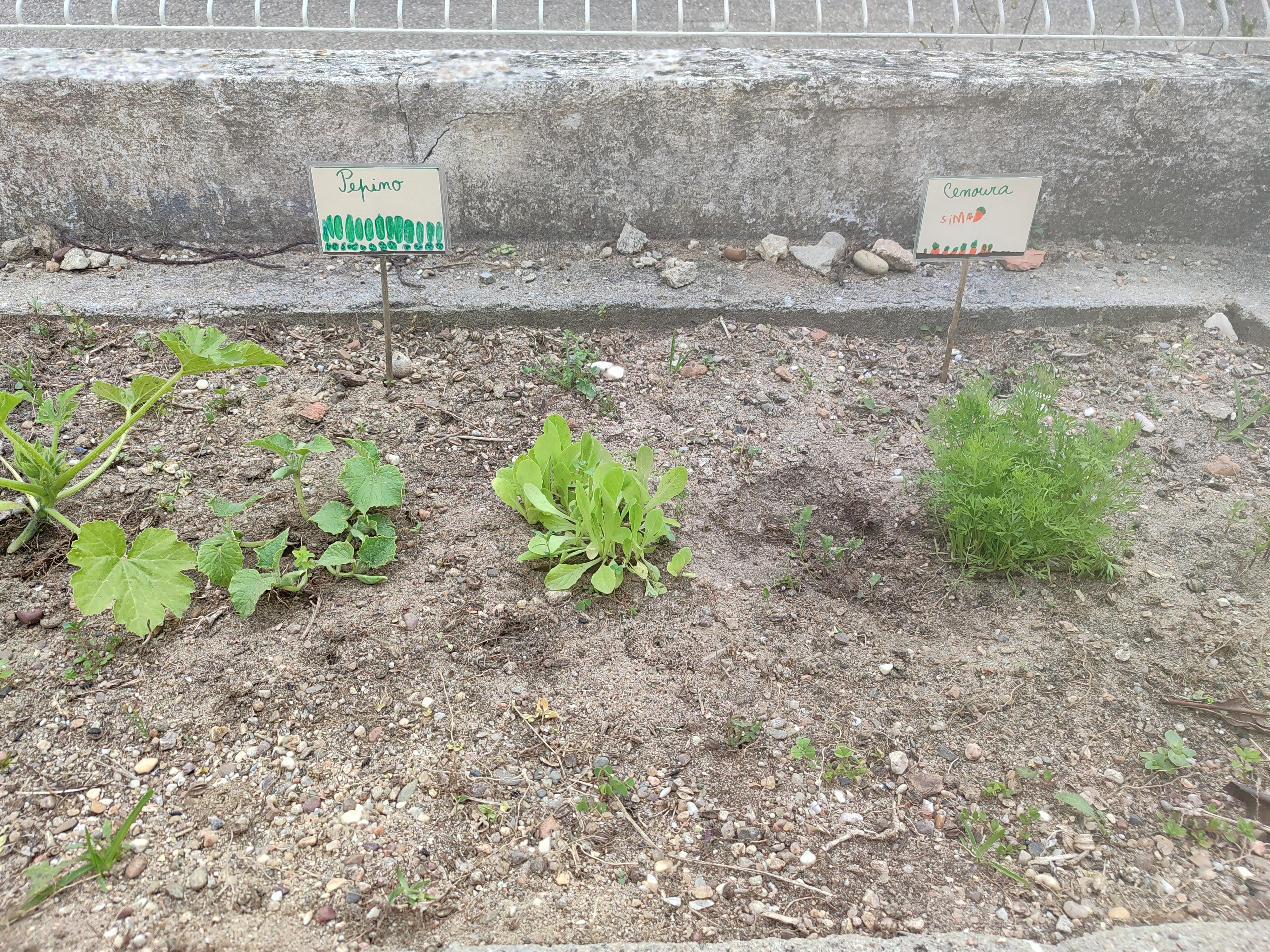 Após dois meses, as nossas sementes germinaram. As plantas estão prontas para serem replantadas.