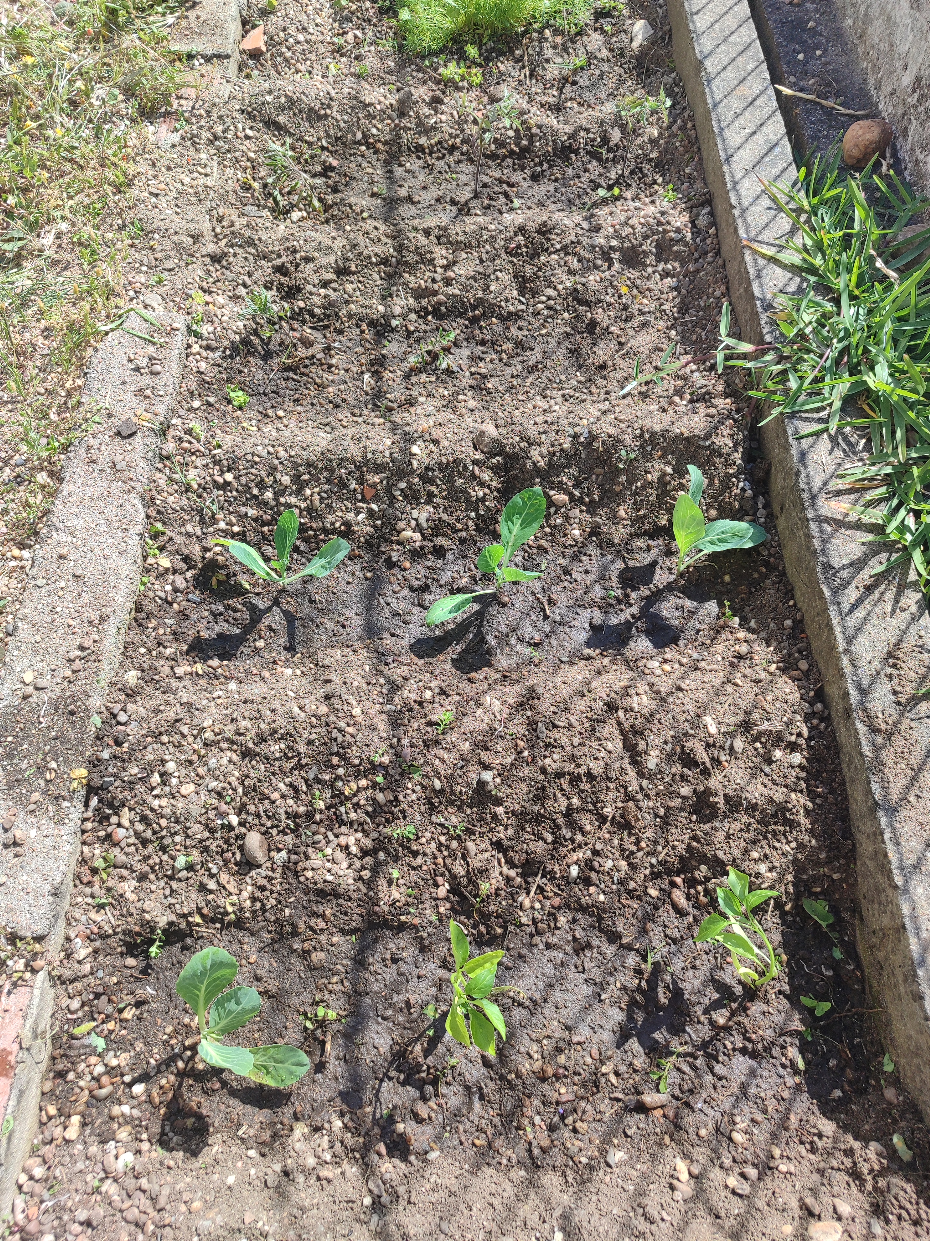 Após transplantarmos as plantas, regámo-las todas. 
E todos os dias, o responsável do dia tem essa mesma responsabilidade.