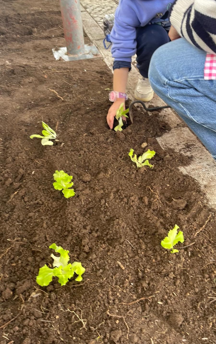 As famílias enviaram legumes e frutos para serem plantadas/semeadas. Todas as crianças plantaram.