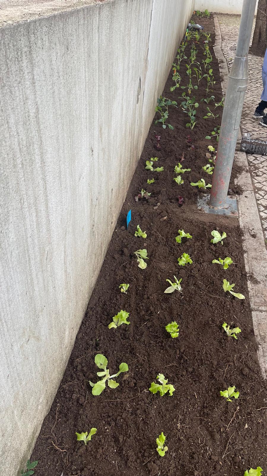 Inicio da Horta Pedagógica. Fotografia tirada no final da plantação das hortícolas por parte das crianças.