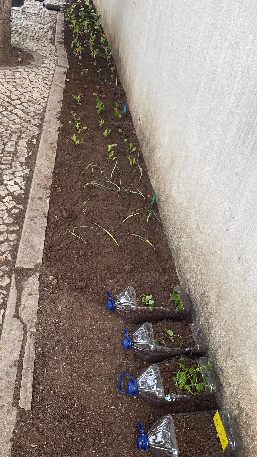 Inicio da Horta Pedagógica