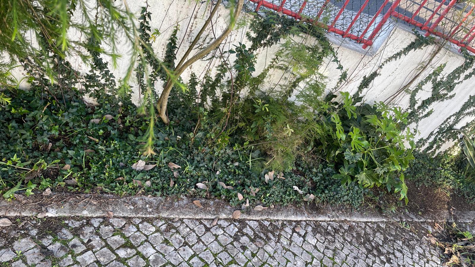 Como estava o nosso jardim polinizador.