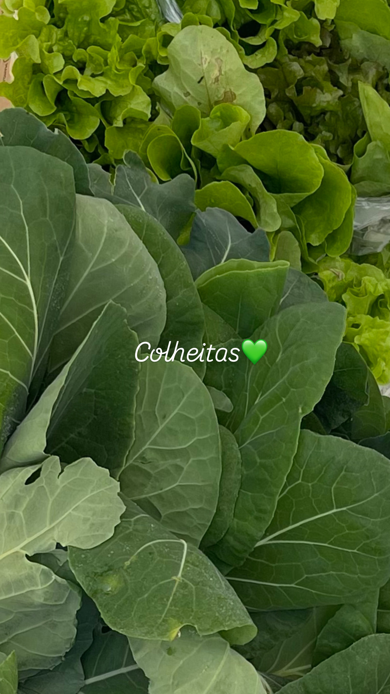Colheita no mês de março