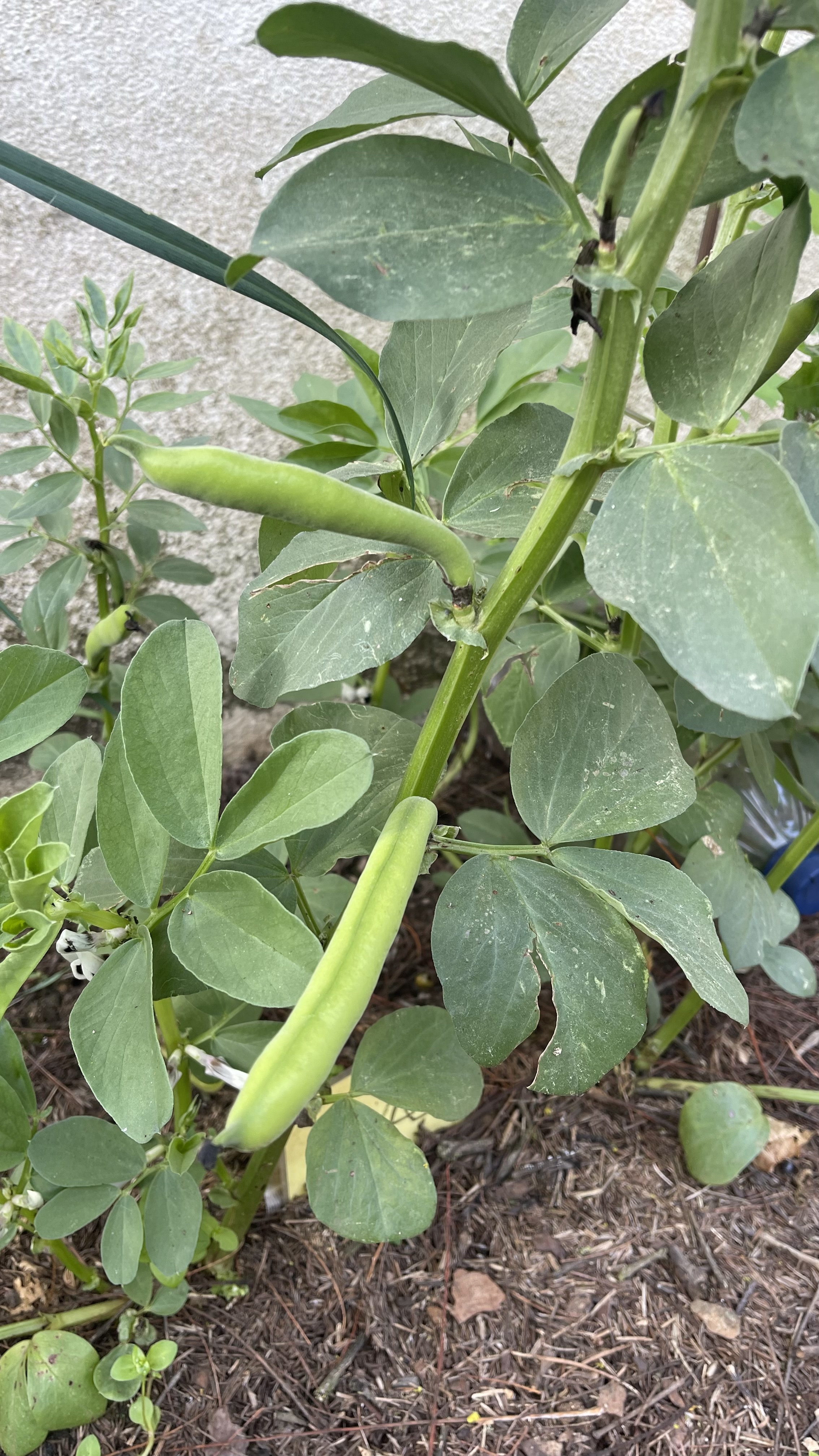 Colheita das favas