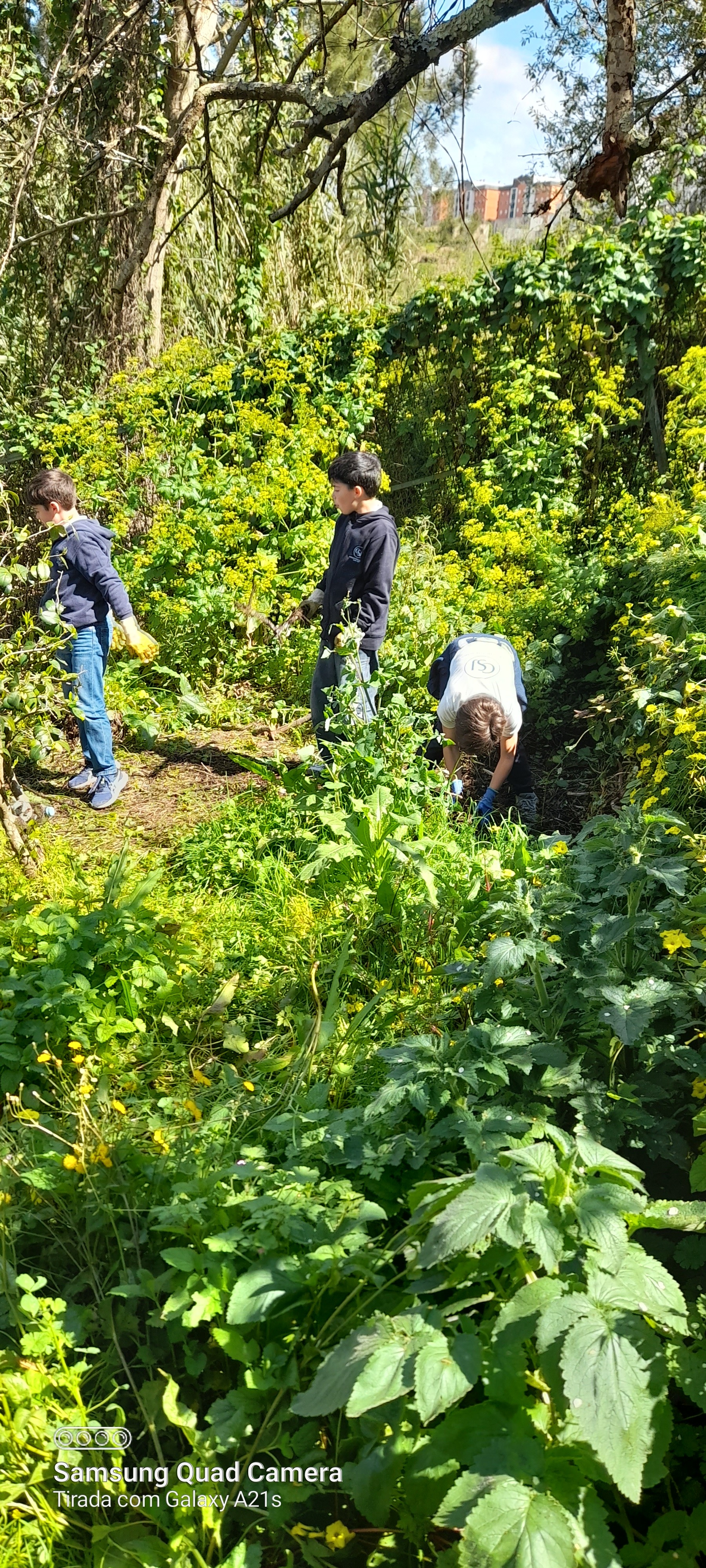 Limpando o Terreno, Plantando um Sonho