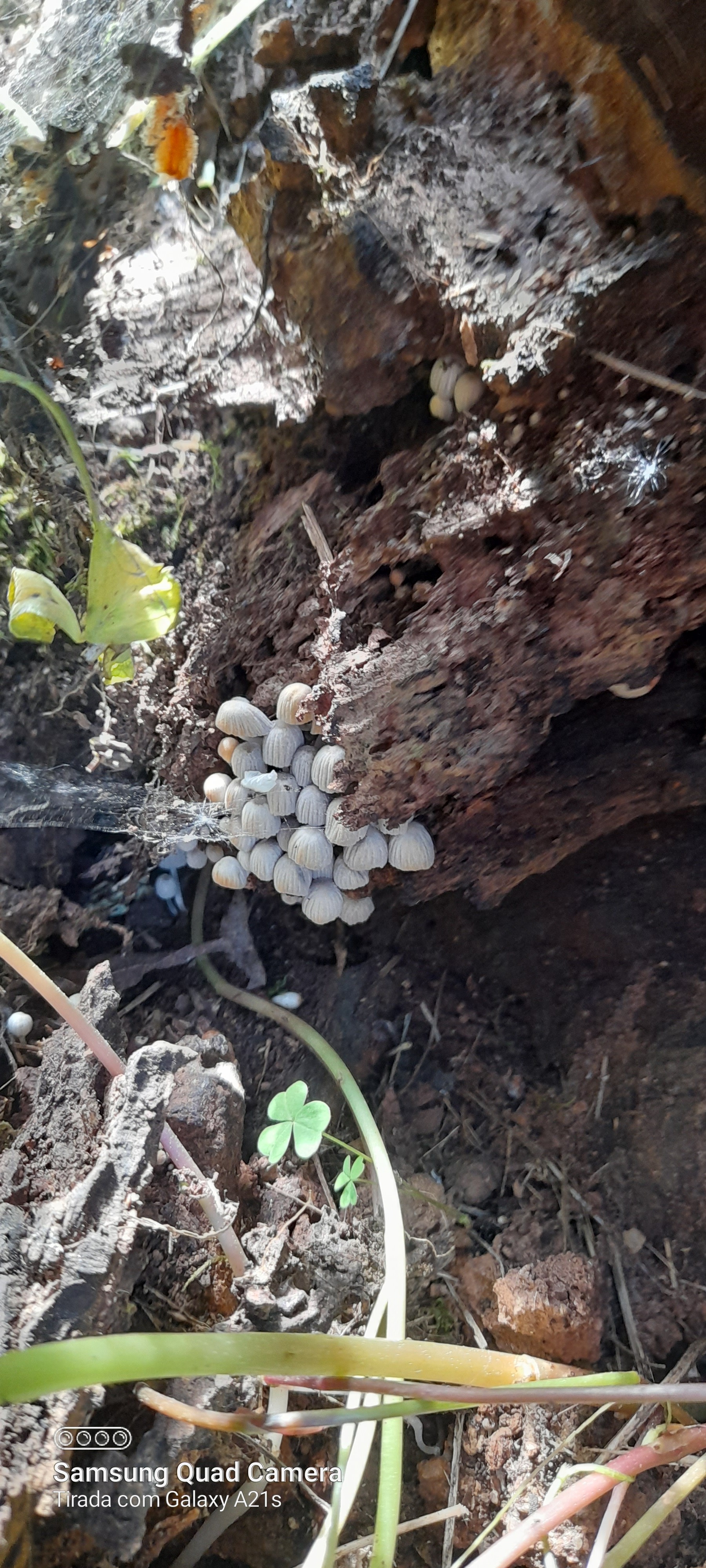Mushroom