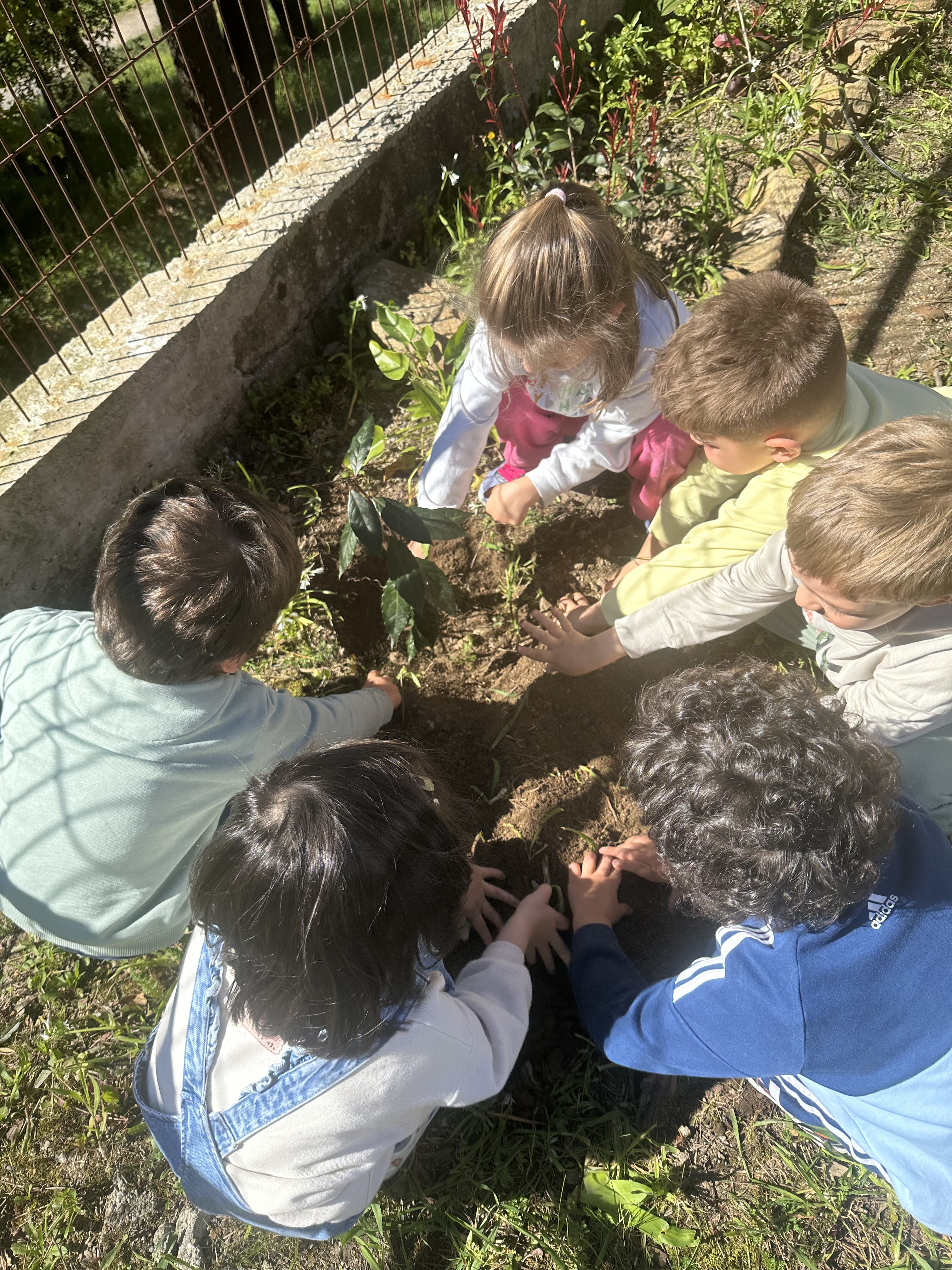 Plantação de loureiro