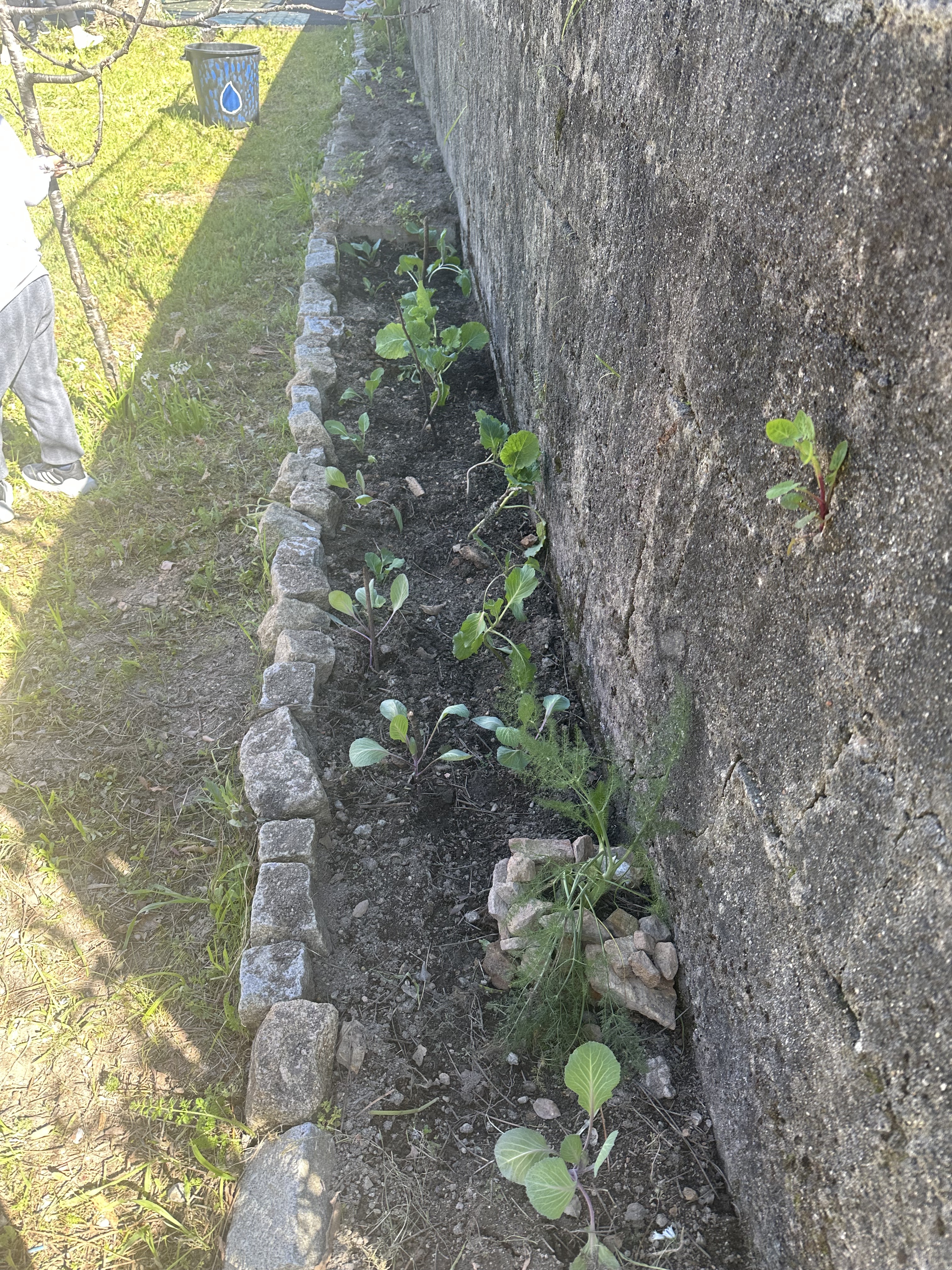 Estado da horta
