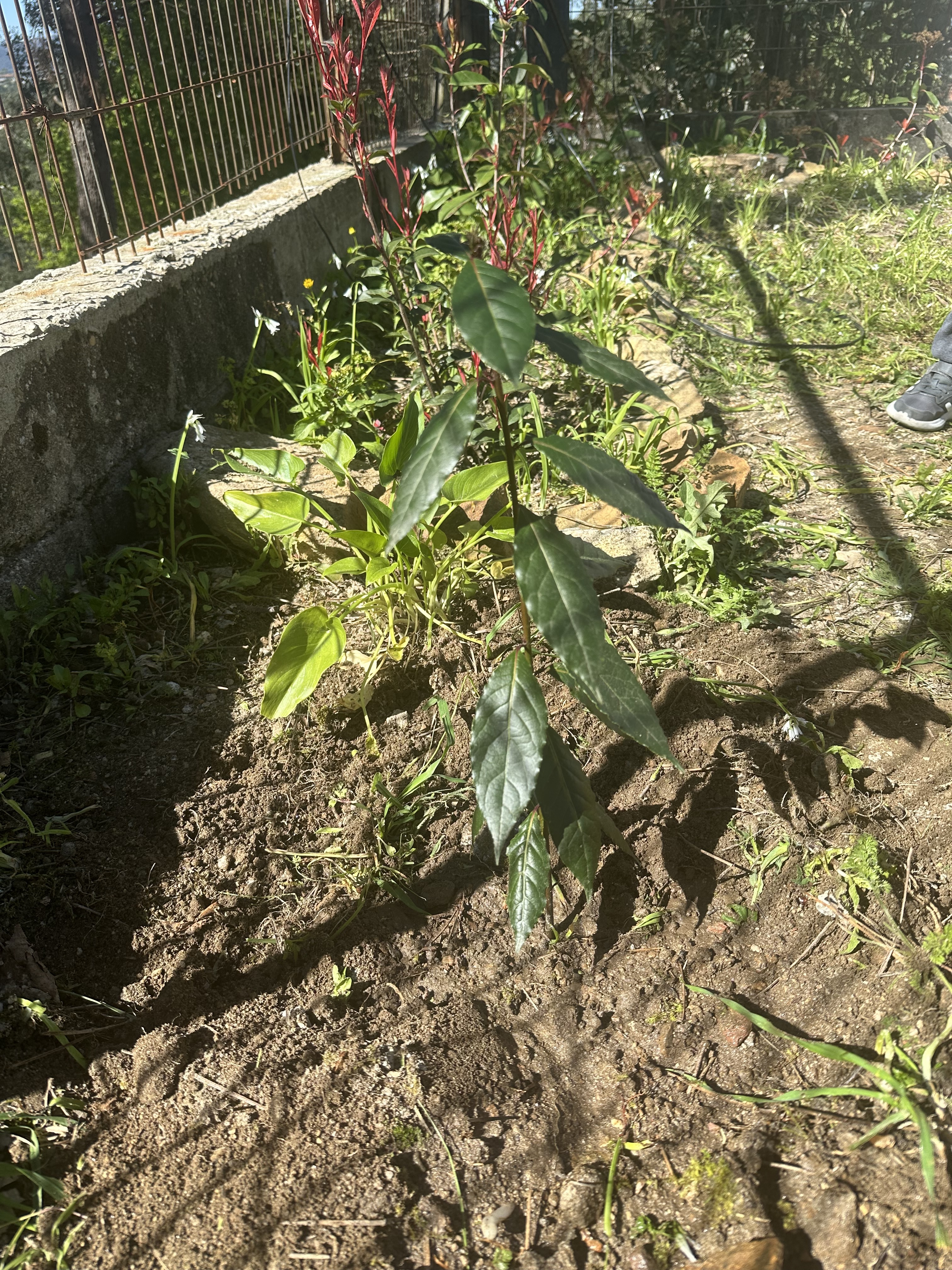 Loureiro plantado