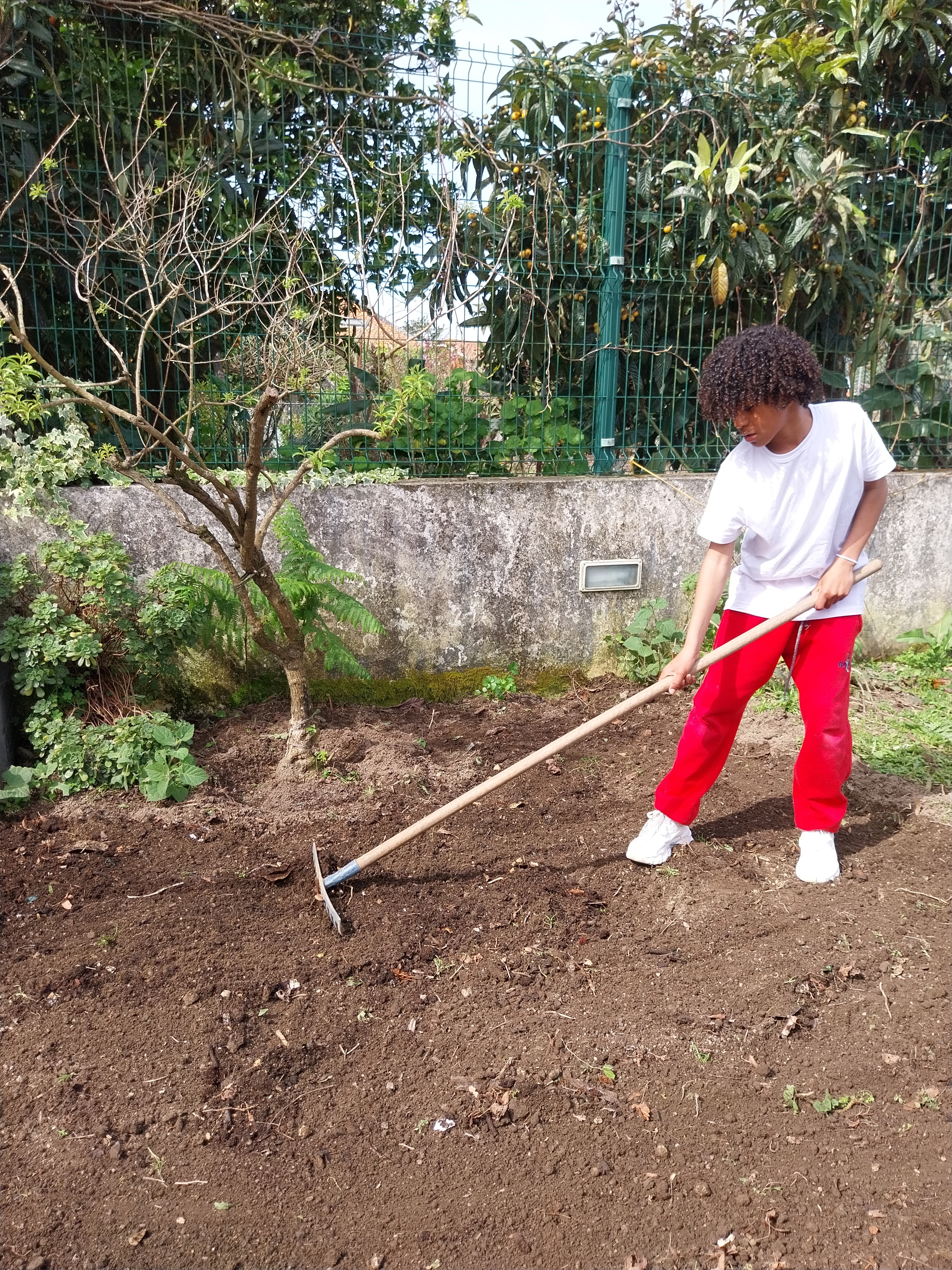 Preparação do terreno com o envolvimento do húmus retirado do compostor.