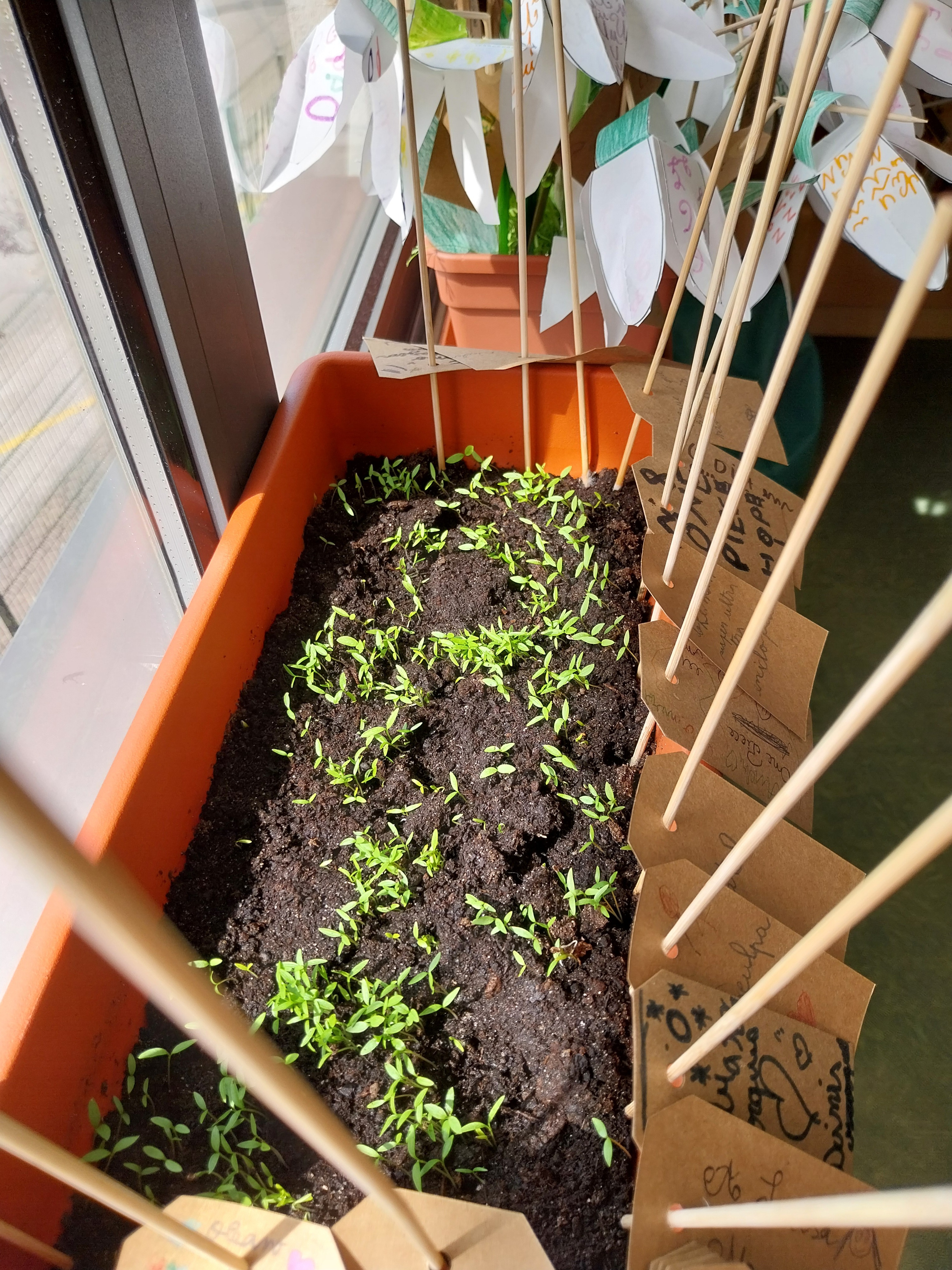 Sementeira- Germinação de sementes de salsa em parceria com a Biblioteca da escola. 
A seu tempo serão transplantadas para o terreno - horta.