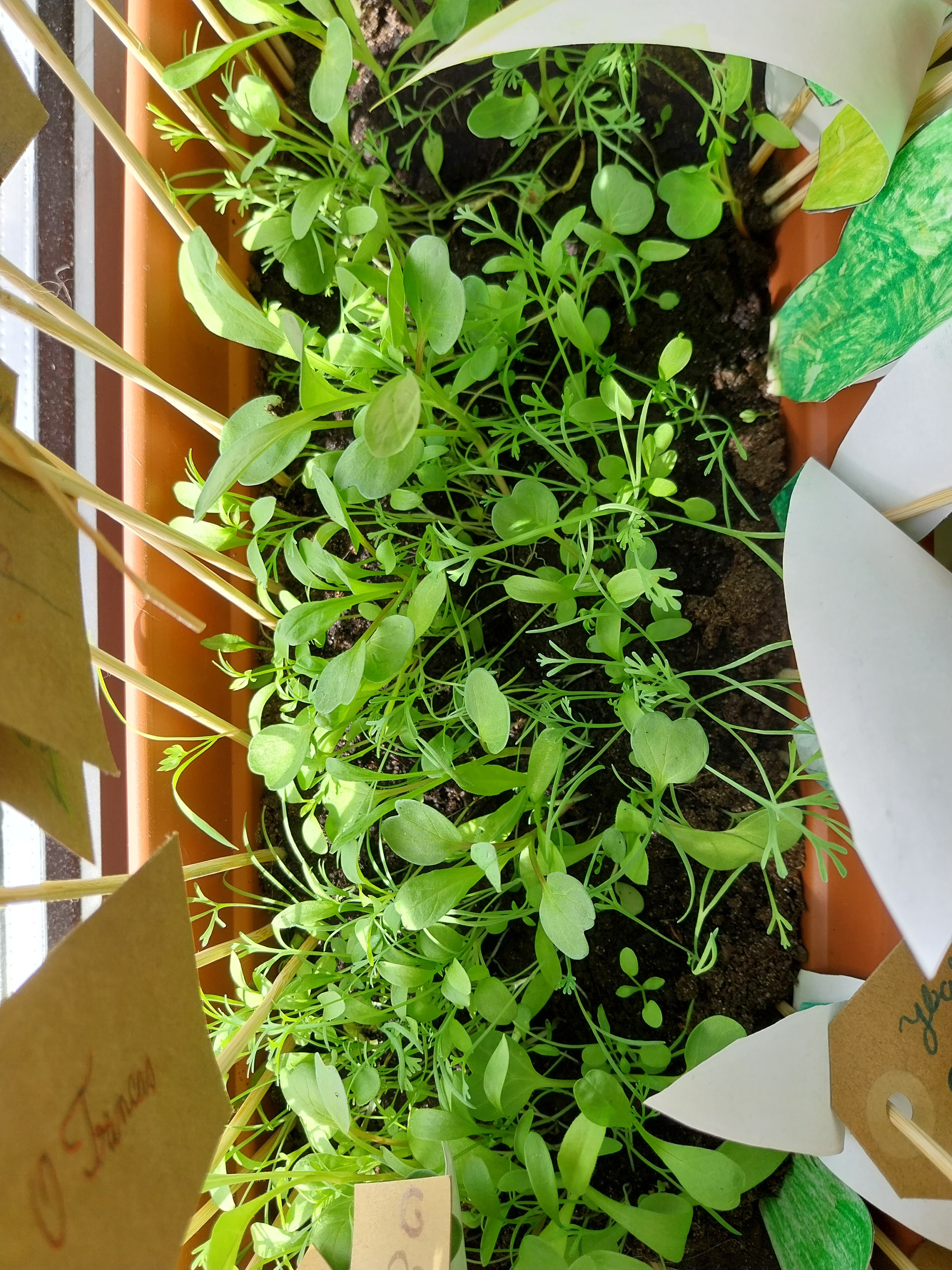 Sementeira- Germinação de sementes de  vários tipos de flores,  em parceria com a Biblioteca da escola. 
A seu tempo serão transplantadas para o terreno - horta.  Canteiro de flores.