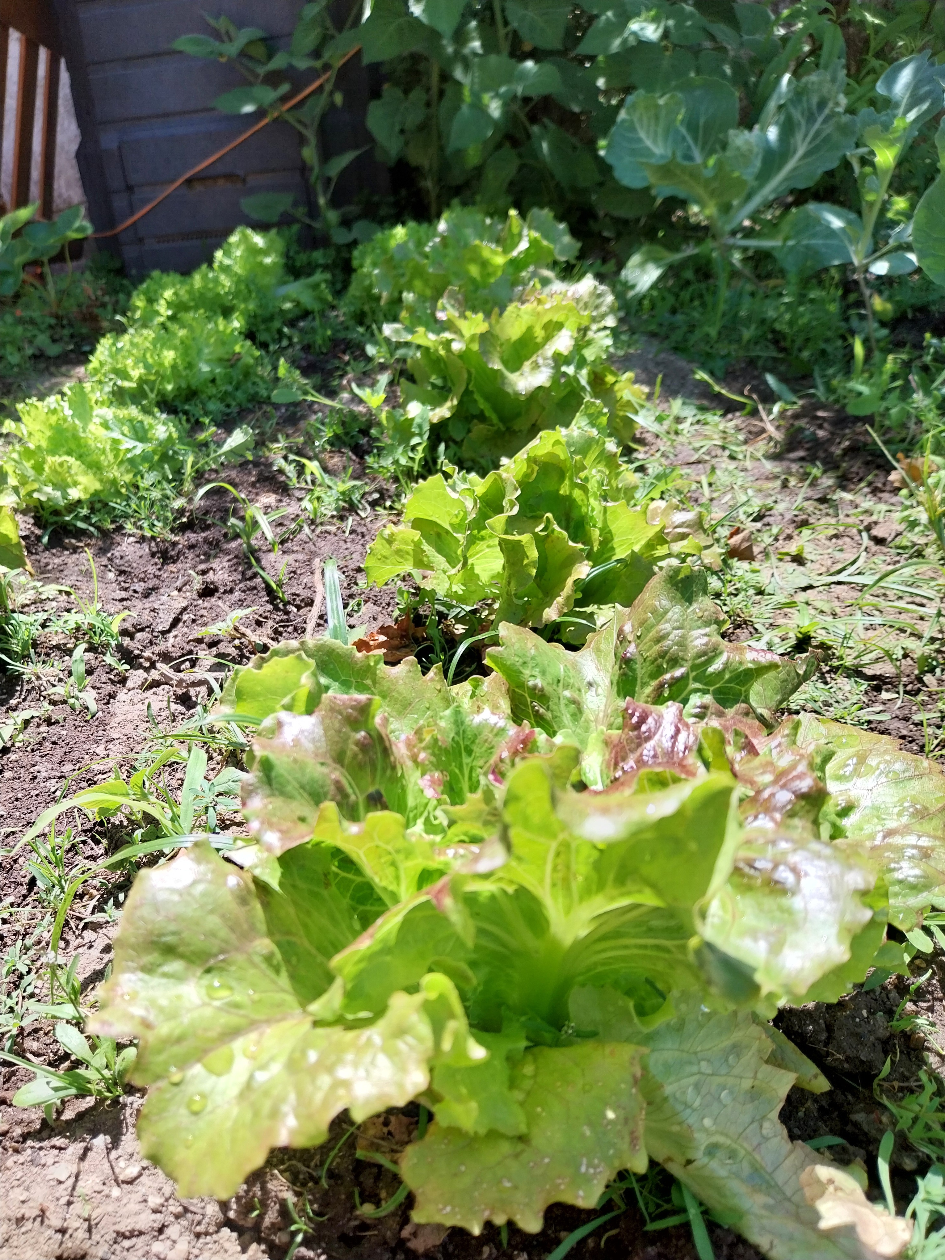 Cultivo de alfaces
