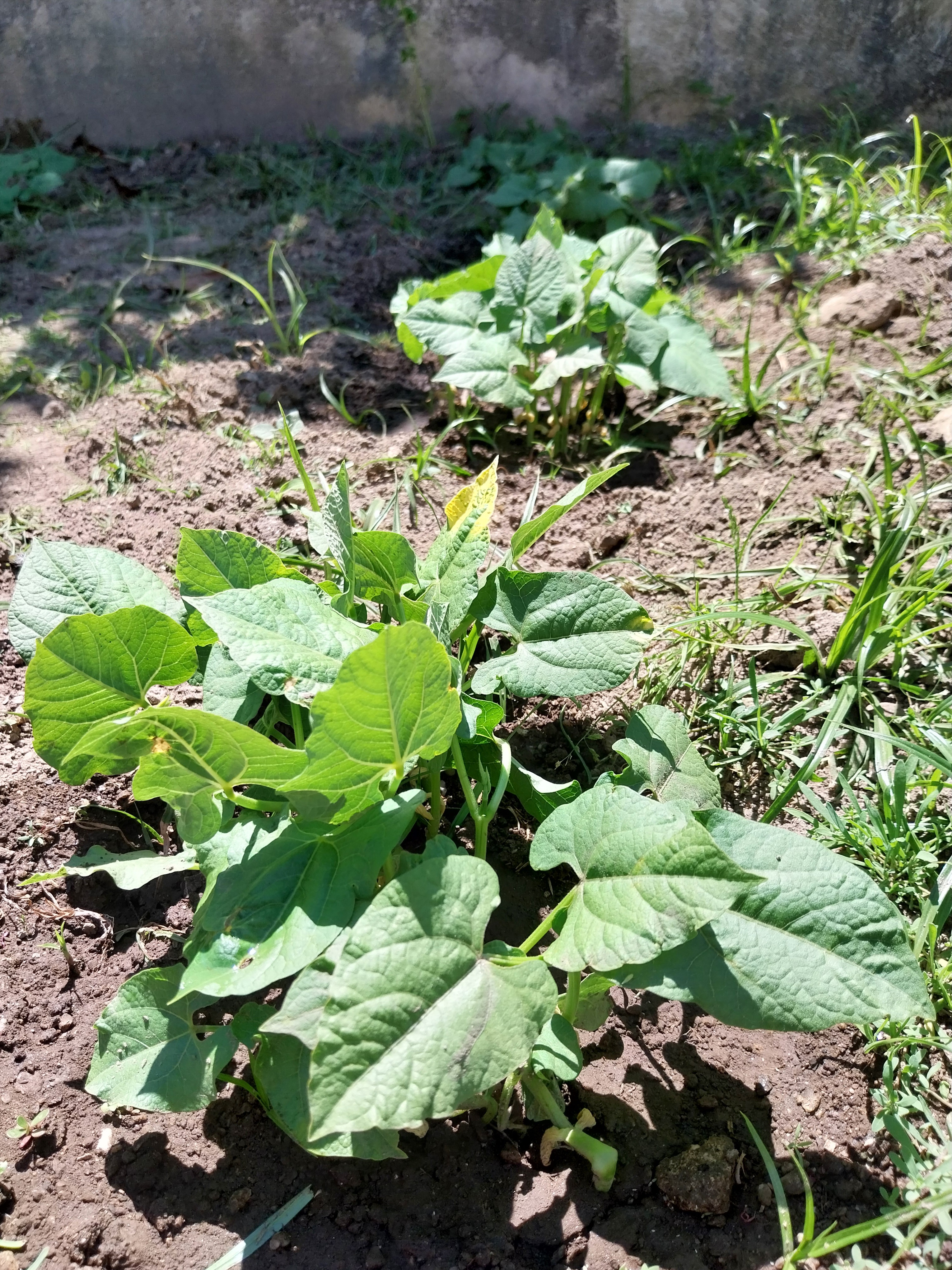 Os feijões germinaram e estão a crescer.