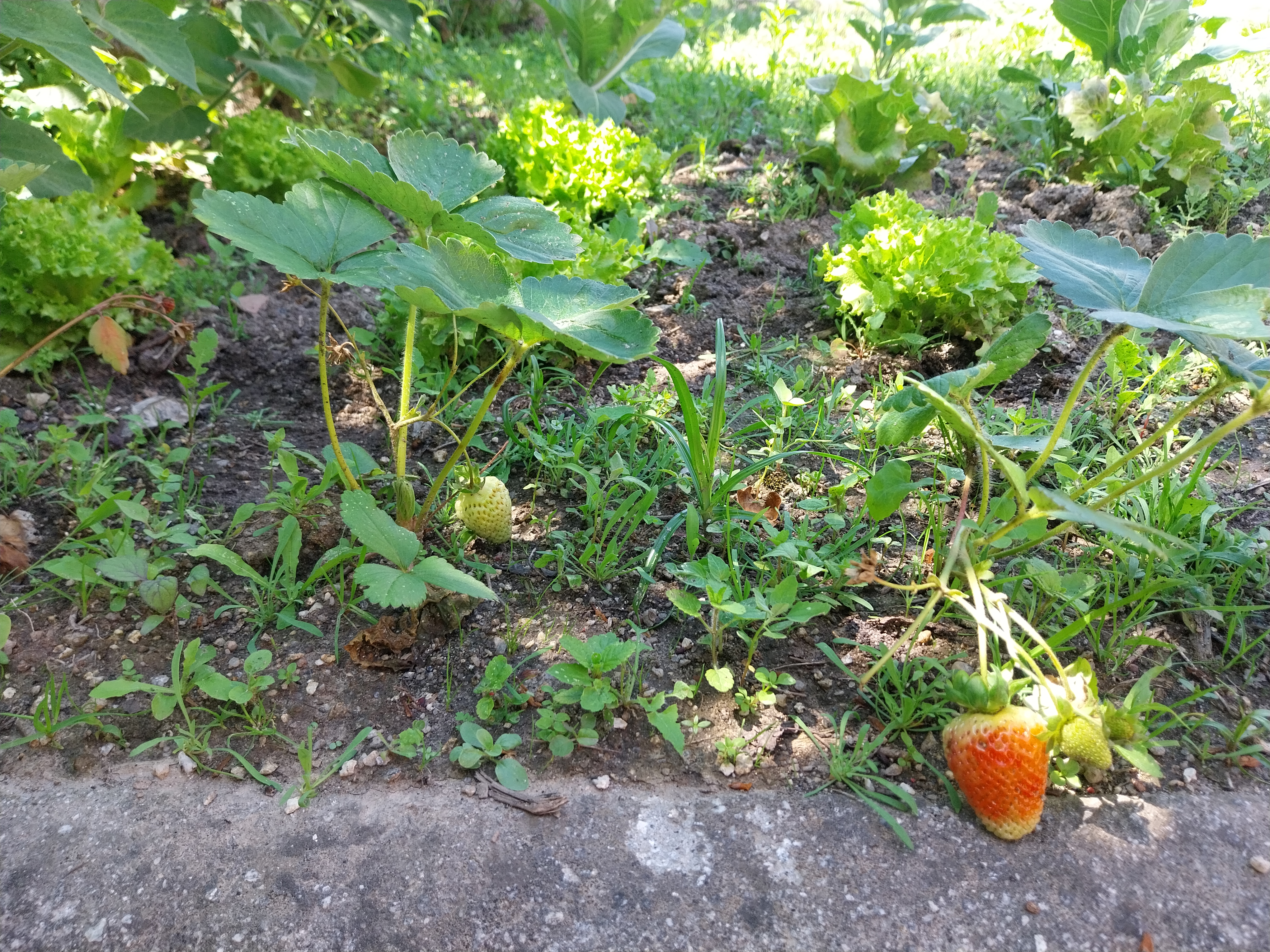Os morangueiros já dão fruto.