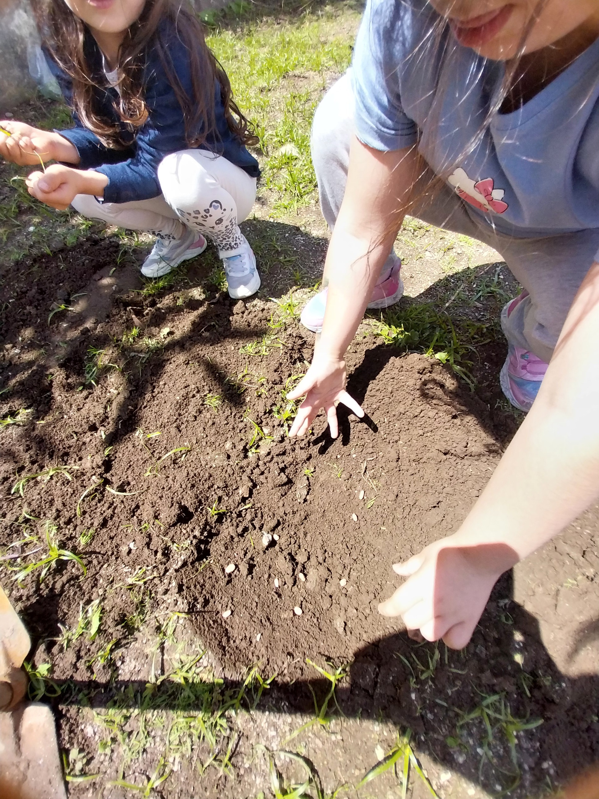 Os alunos do jardim de infância, semearam feijão.