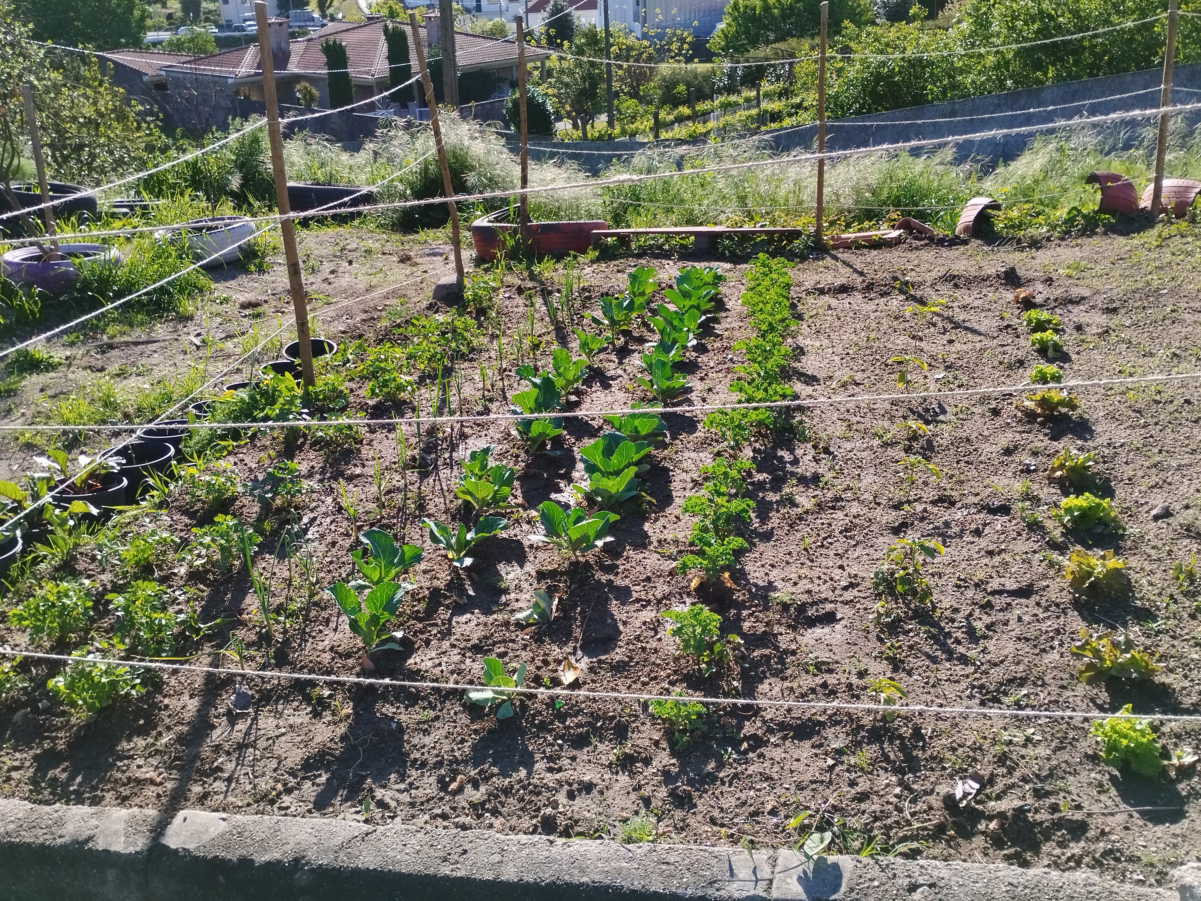 A professora, em Cidadania e Matemática conseguiu motivar, trabalhar e ensinar aos alunos princípios básicos de agricultura, obtendo assim este belo resultado!