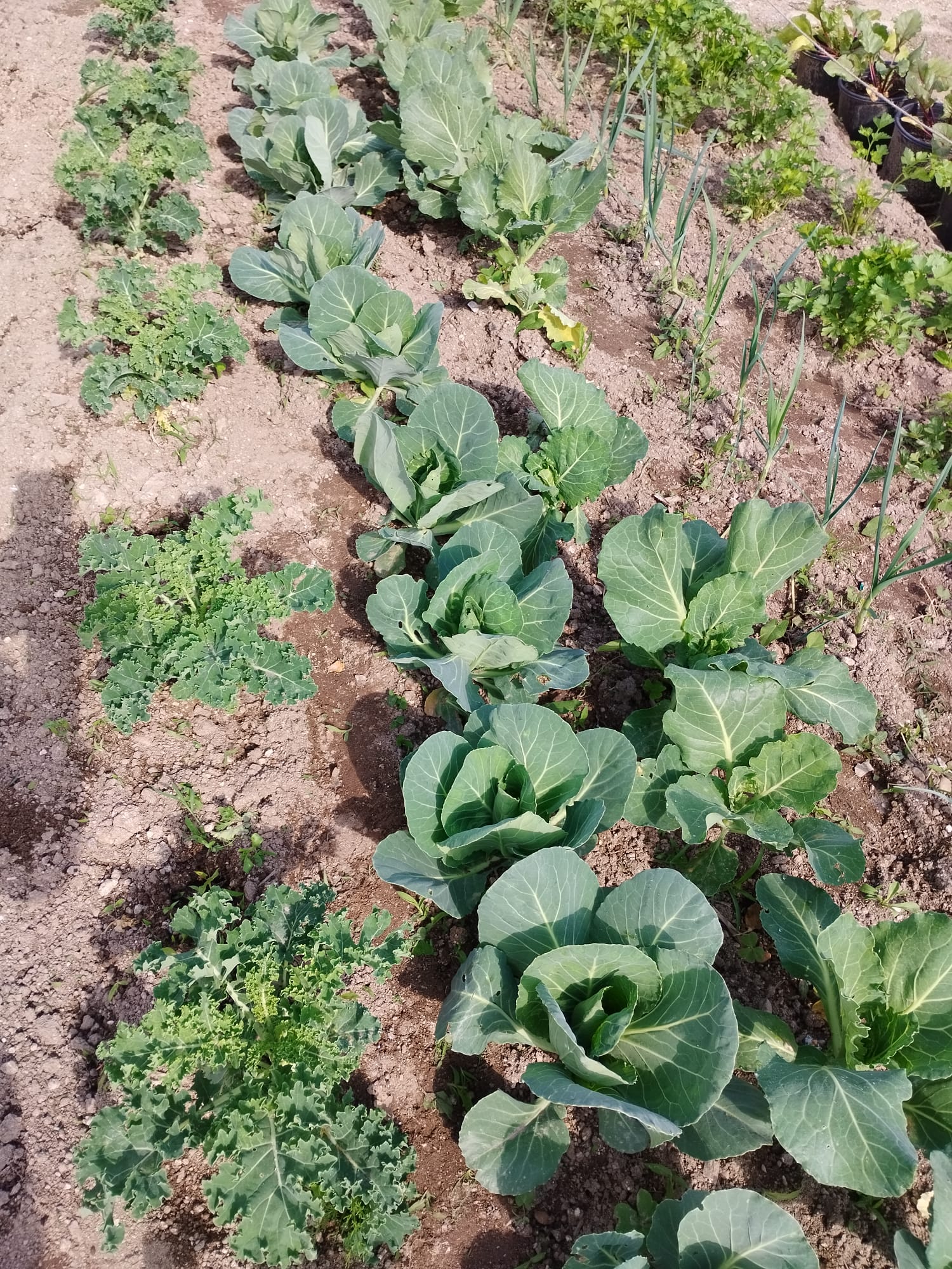 Hortícolas
