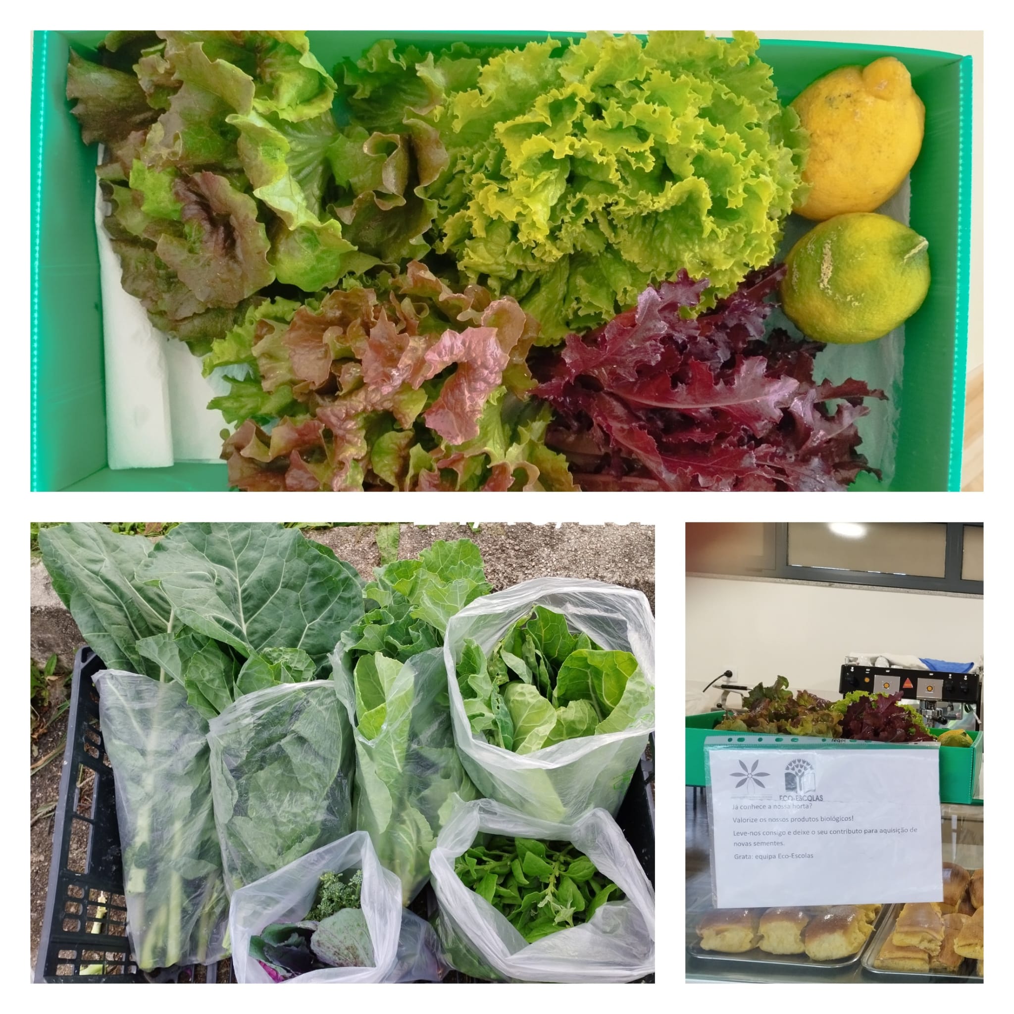 Cabazes das colheitas e uso de produtos hortícolas. As alfaces, limões e outros vegetais colhidos nos talhões das turmas, foram usados no bar da escola para saladas, sumos e sopas. O excedente foi colocado à venda na sala de professores e funcionários.