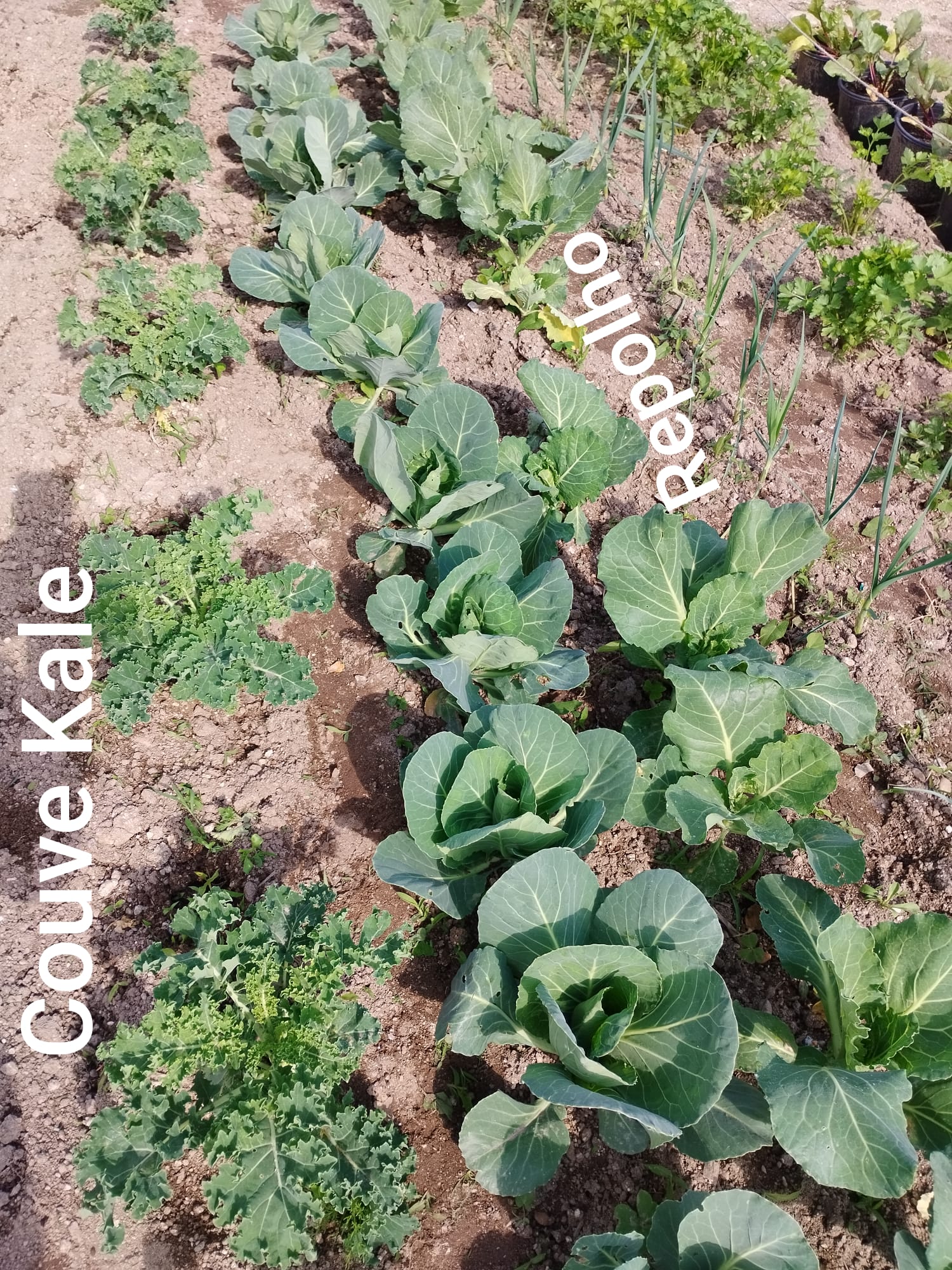 Espécies cultivadas