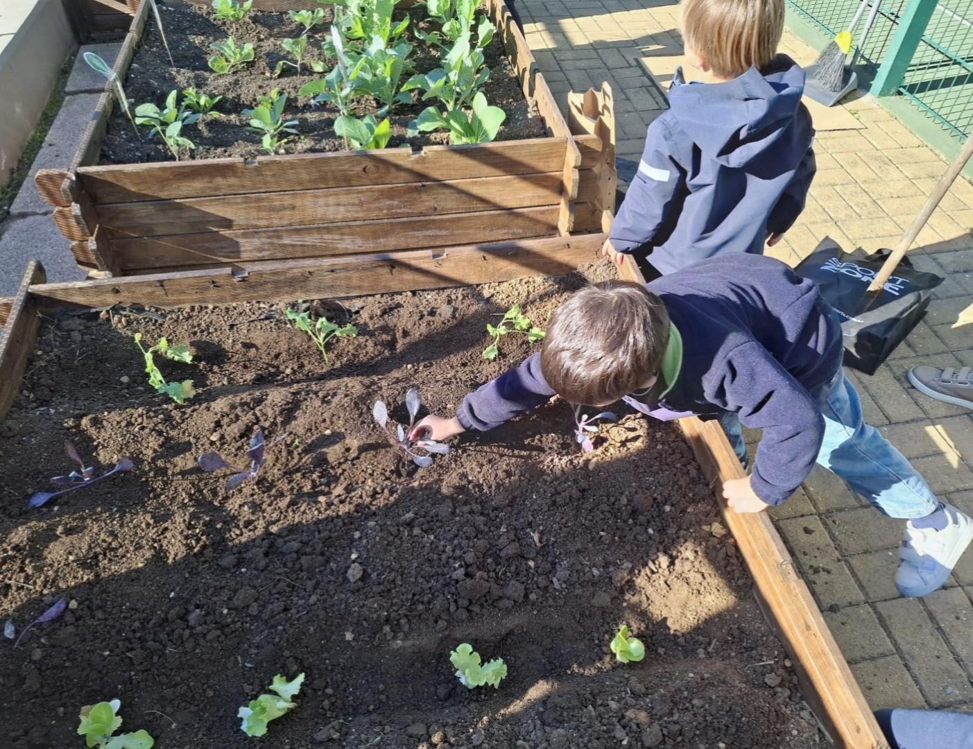 Os alunos a plantarem as alfaces na Horta.