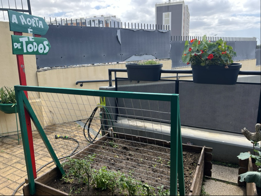 Tomates plantados, com estrutura para crescerem