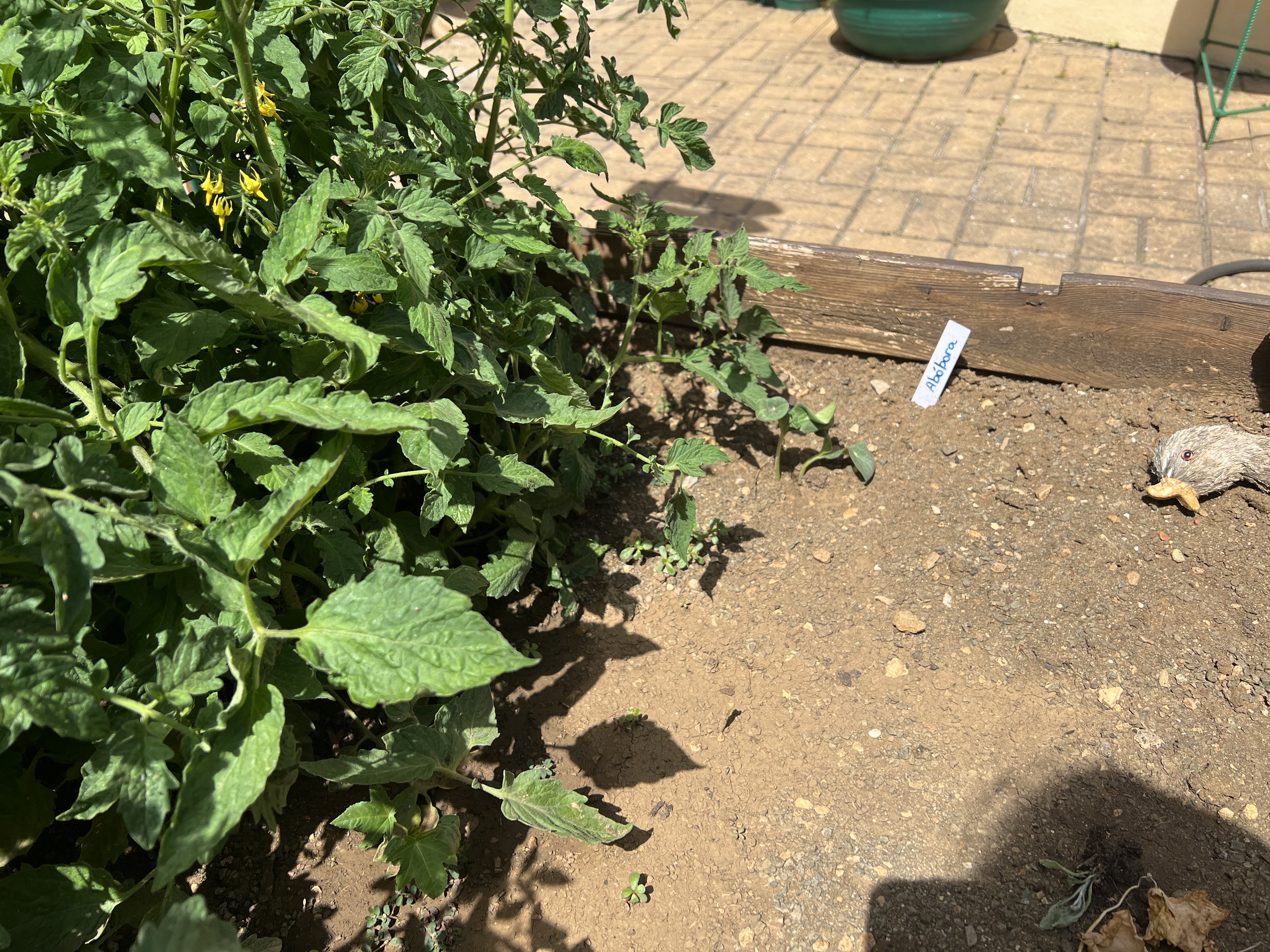 Abóbora perto dos tomateiros (várias espécies de tomates)