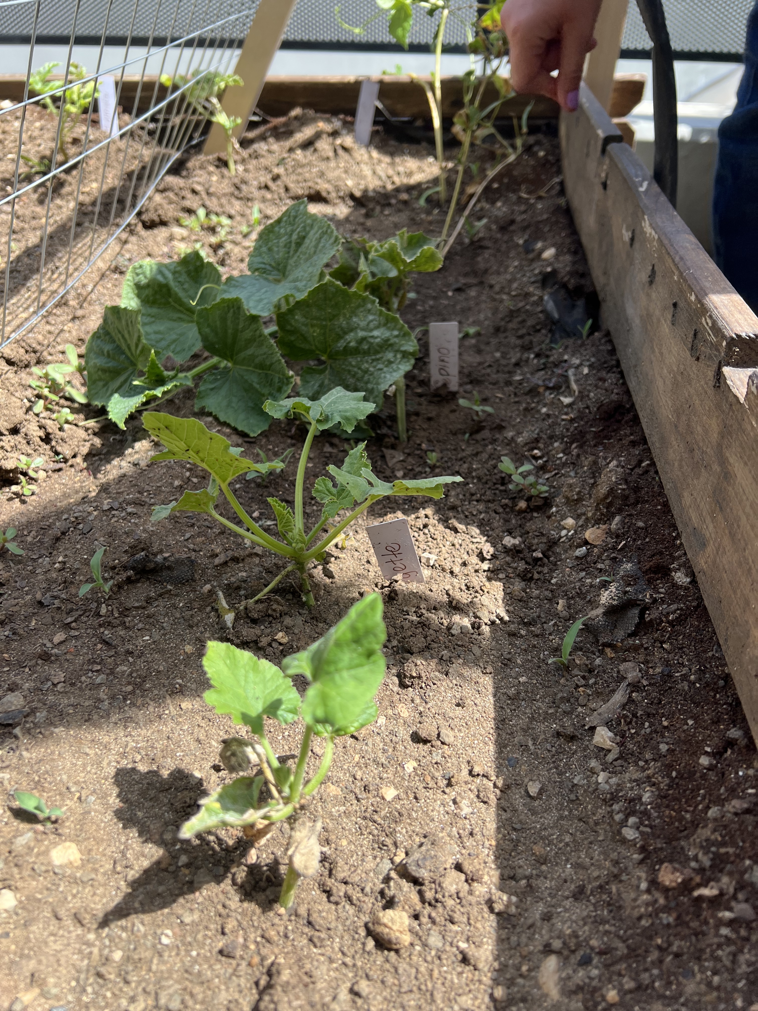 Pepino e Courgetes