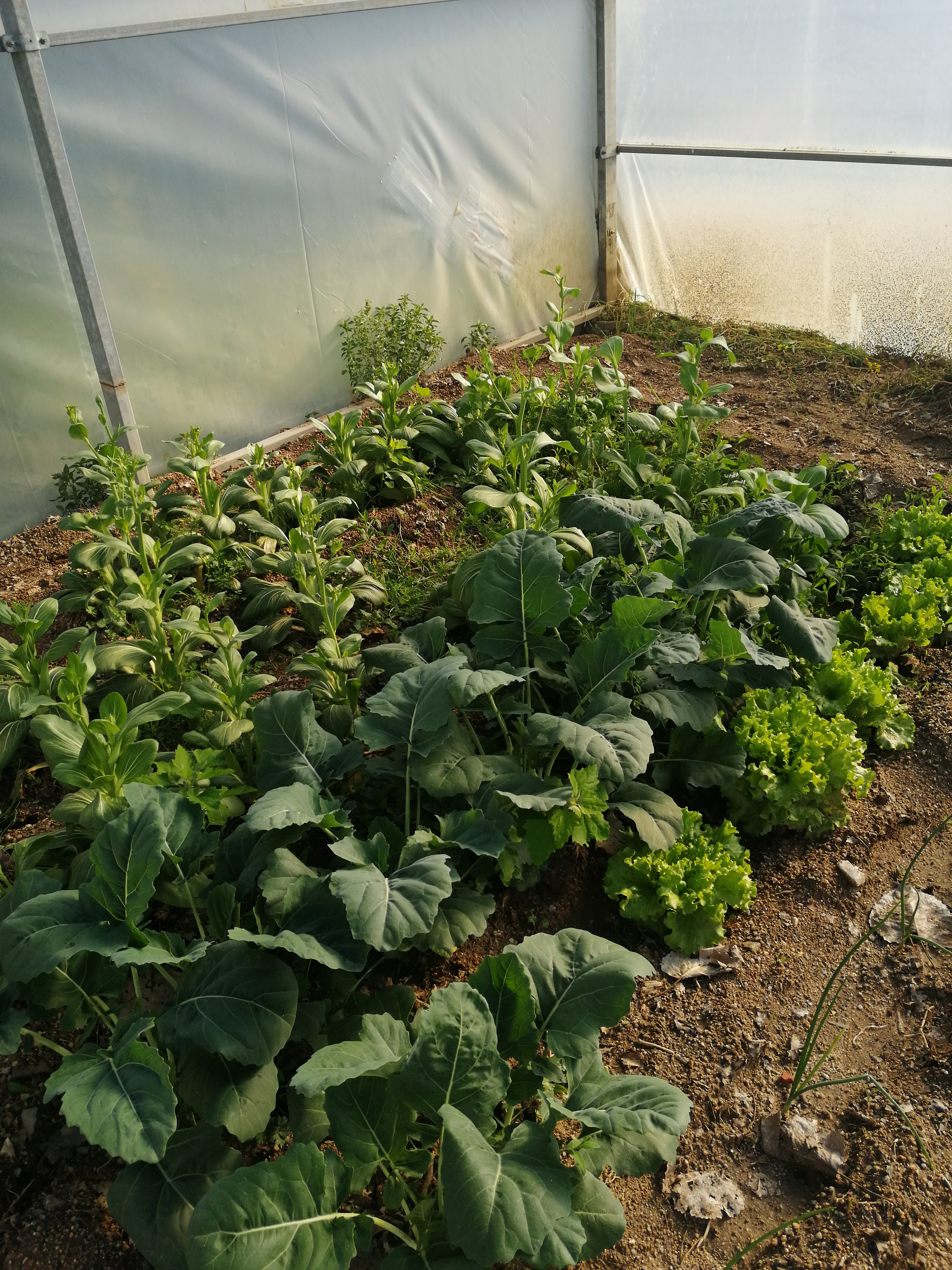 Horta