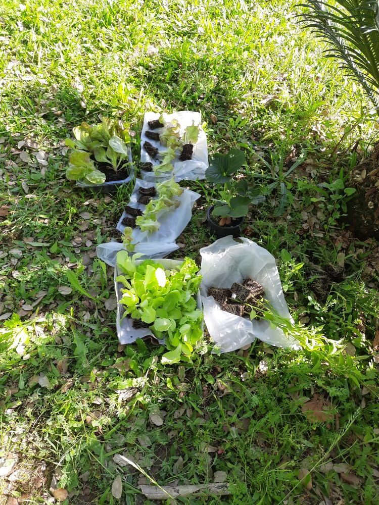 Seleção de plantas a cultivar na horta.