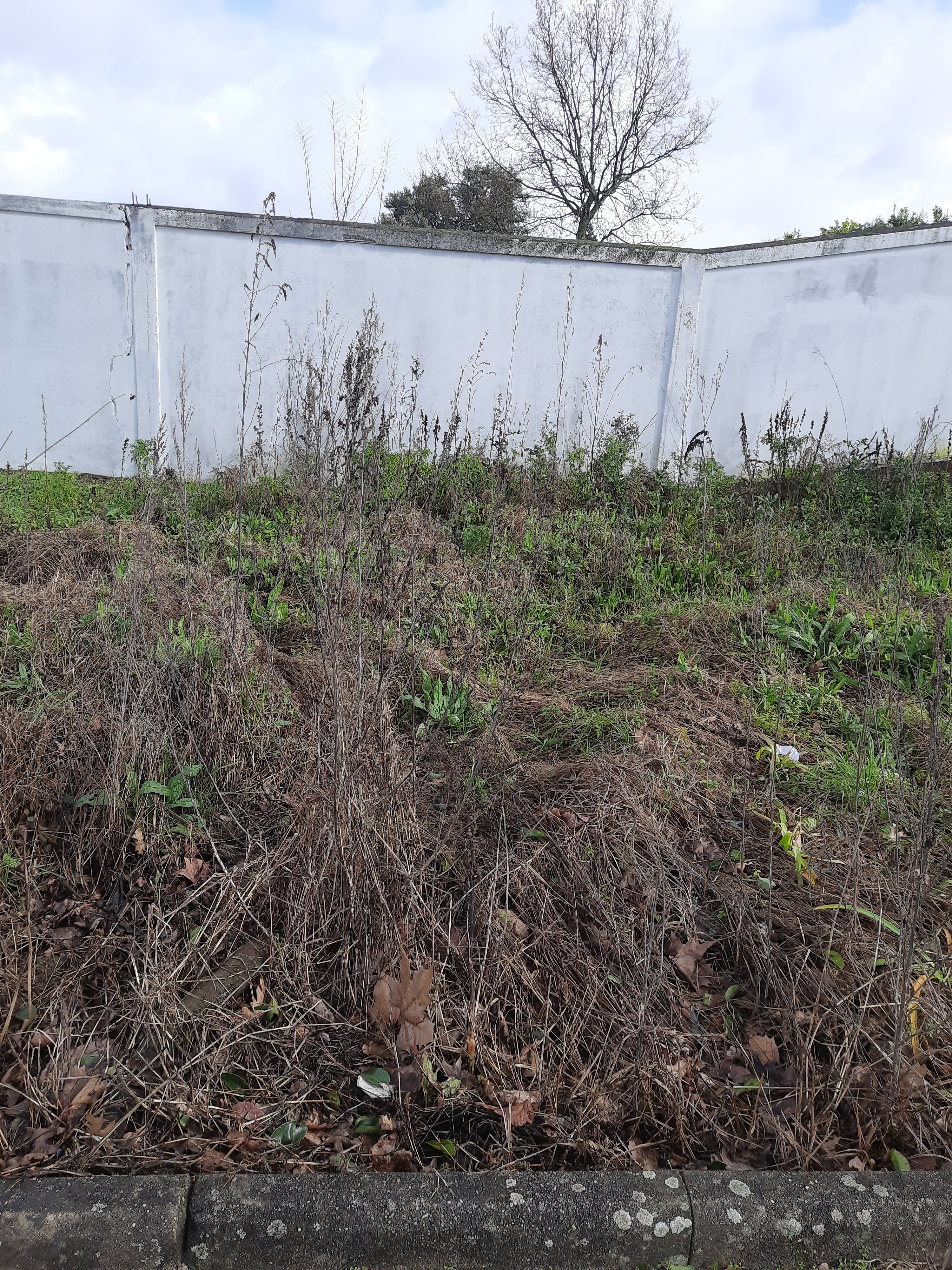 Lote nº 1 da horta- Será trabalhado pelo grupo 1 e o muro será  contemplado com desenhos e pinturas realizadas pelos alunos.