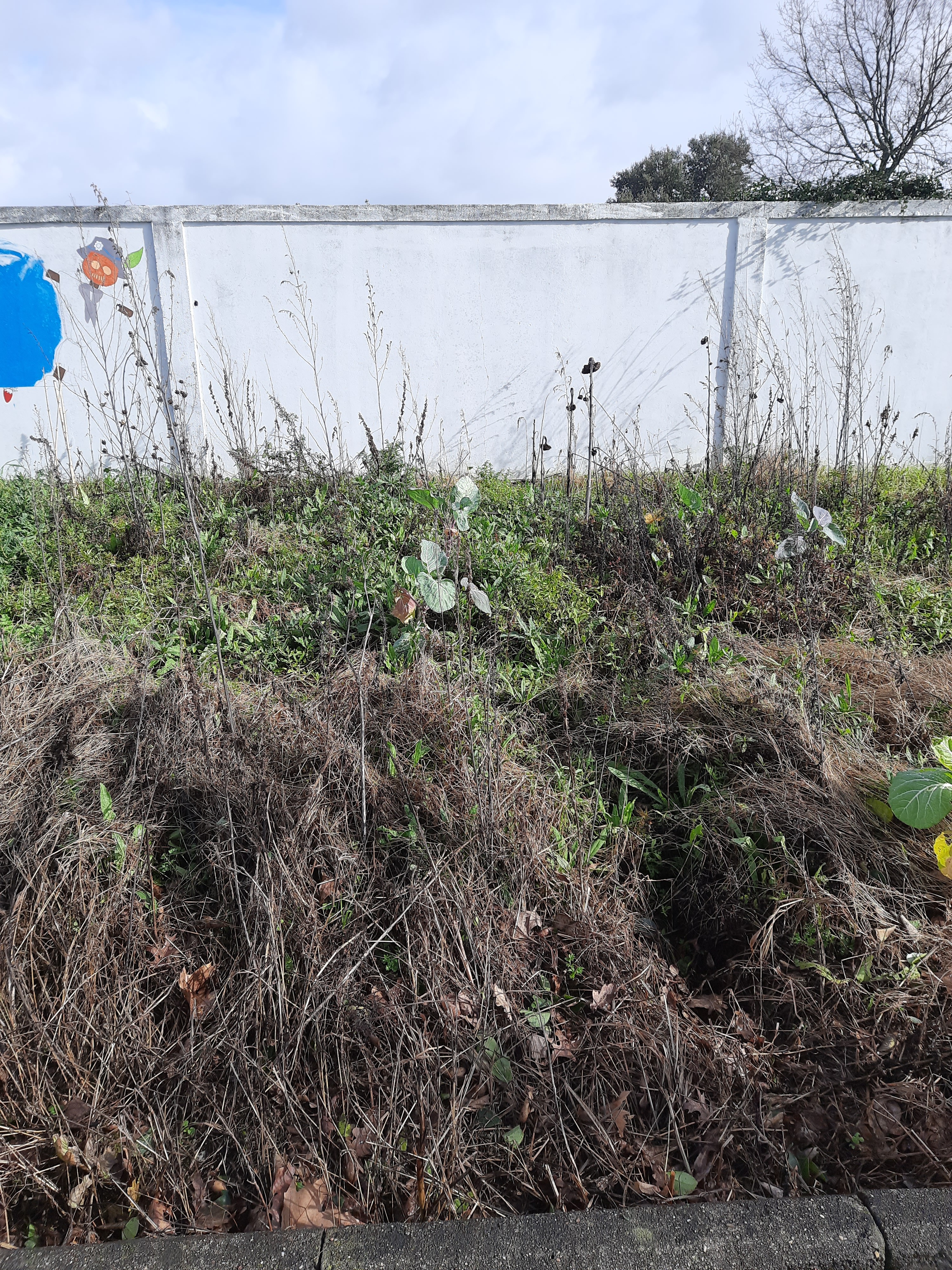 Lote nº 3 da horta- Será trabalhado pelo grupo 3 e o muro será  contemplado com desenhos e pinturas realizadas pelos alunos.