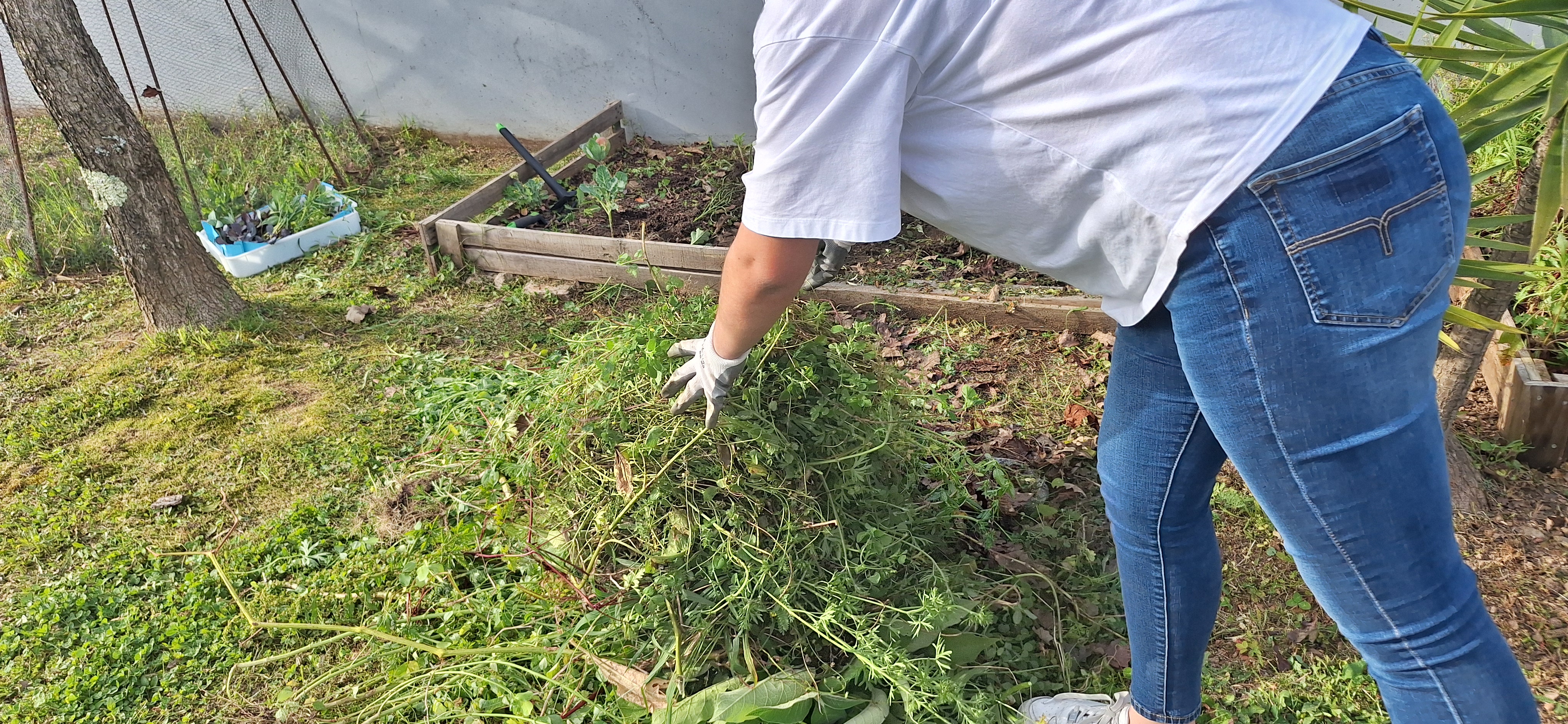 Preparação da horta: retirar as ervas daninhas e infestantes.