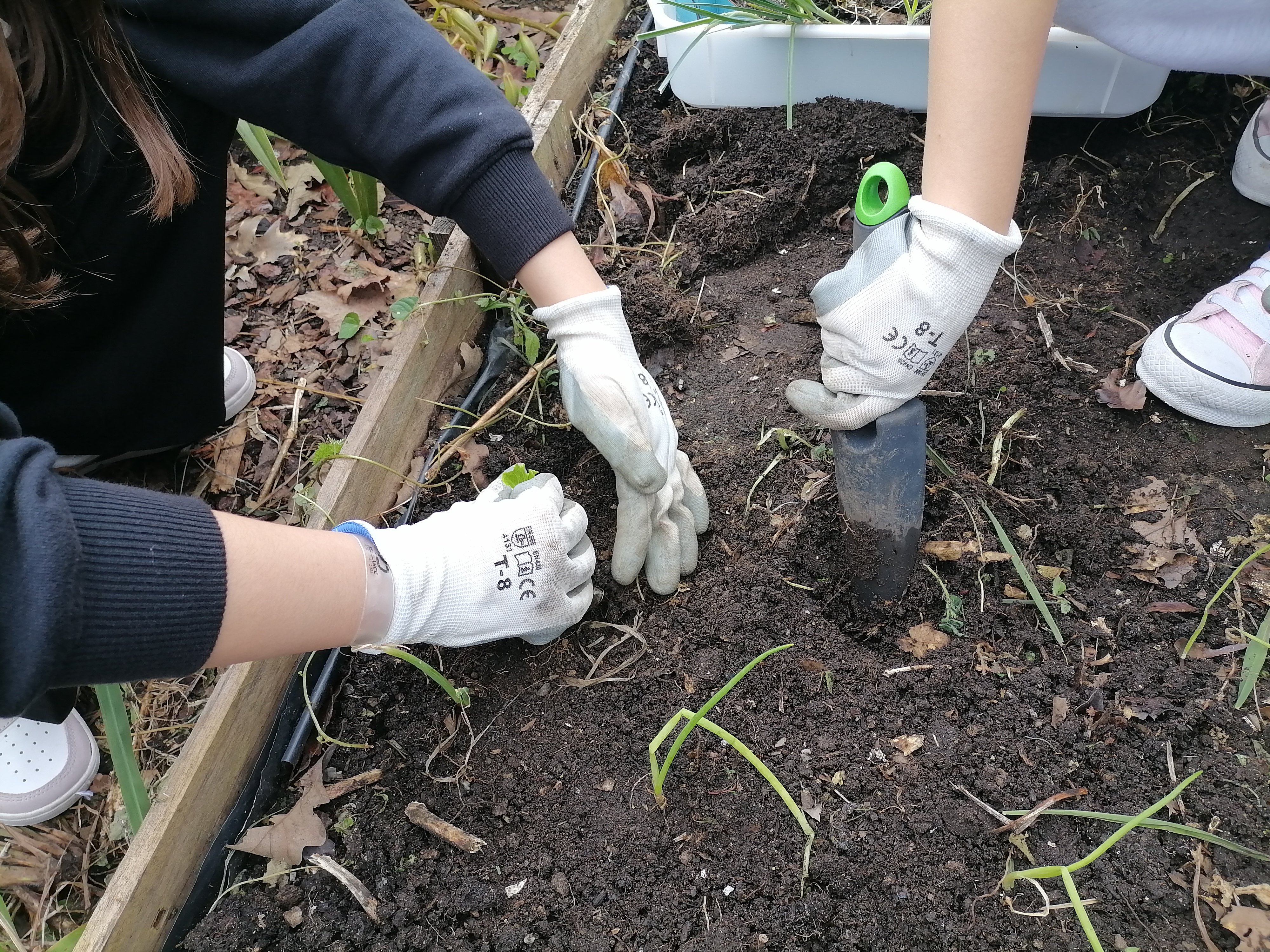 Plantação de cebolo na Horta Bio.