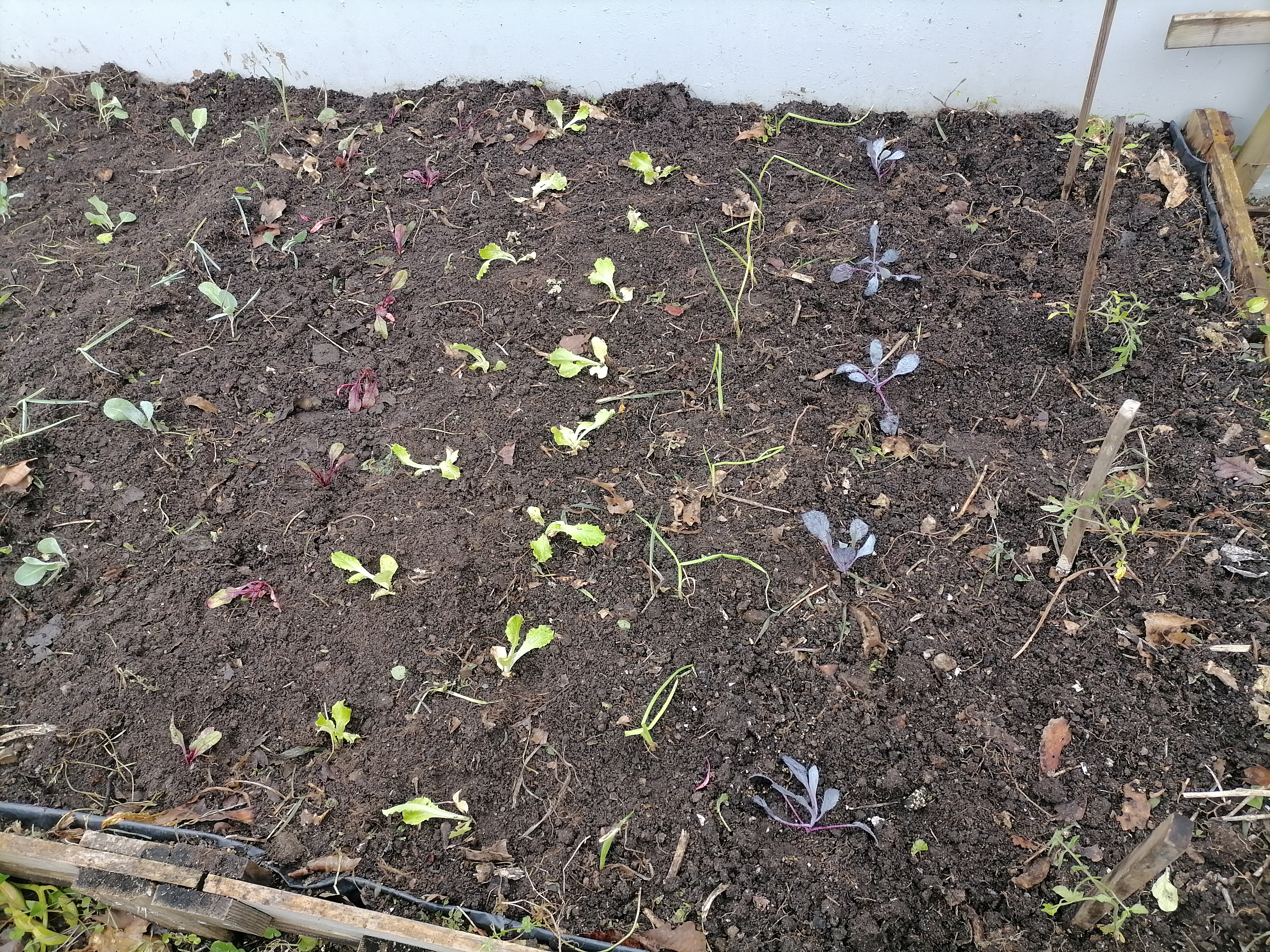 Vista geral da Horta Bio depois da plantação de várias hortícolas.
