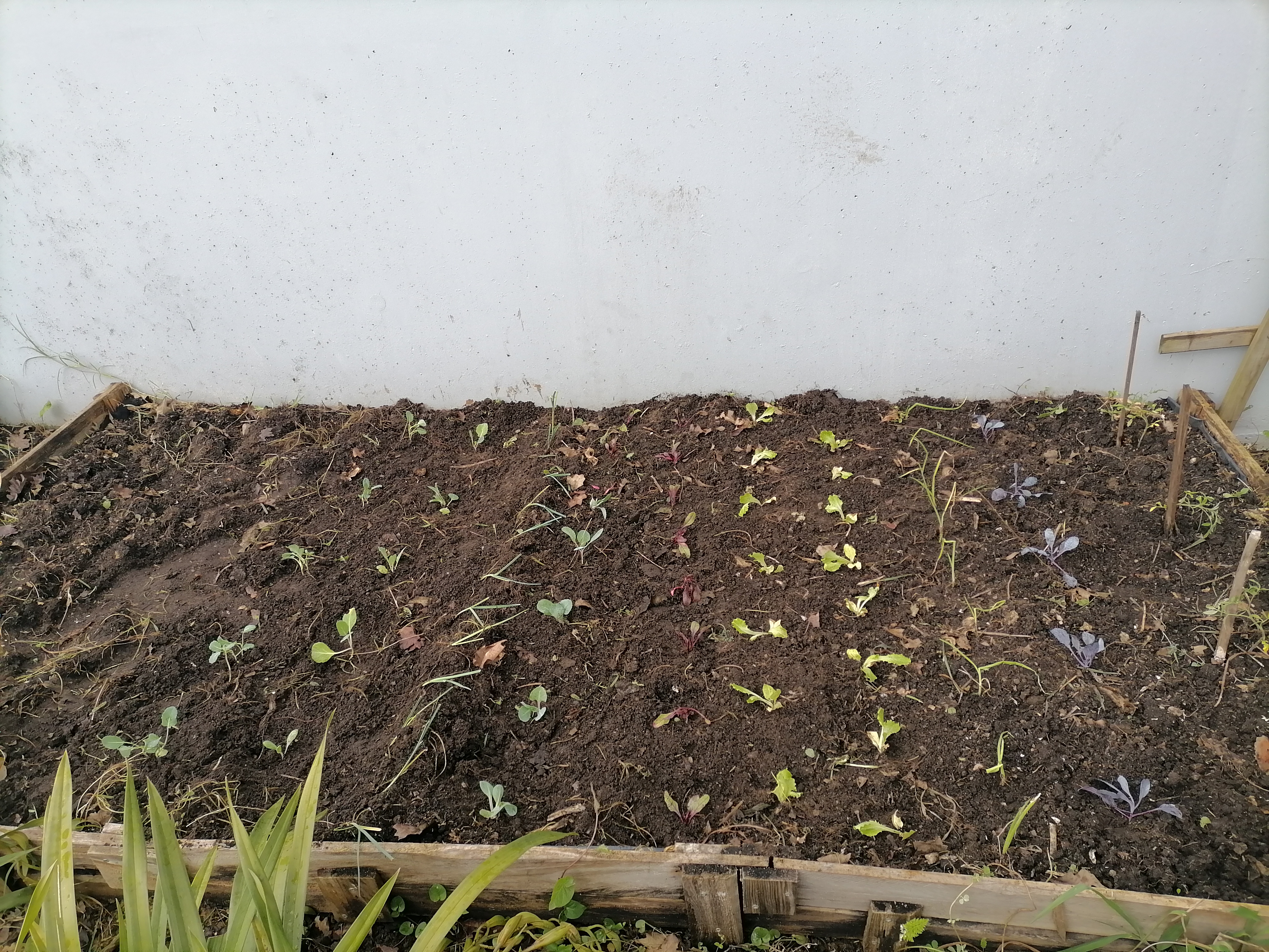 Vista geral da Horta Bio depois da plantação de várias hortícolas.