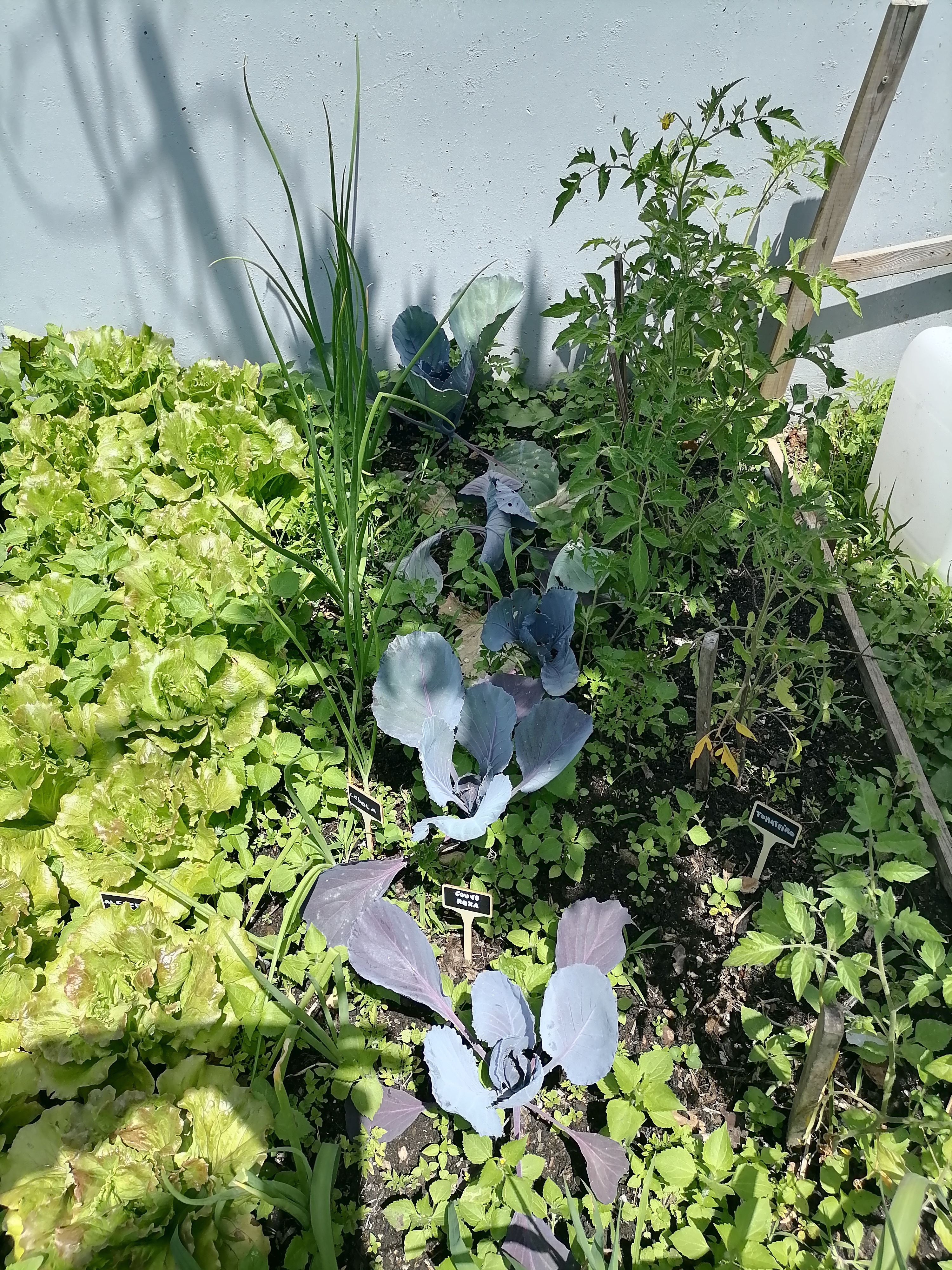 Hortícolas (tomateiros, couve roxa, cebolas, alface) da Horta Bio.