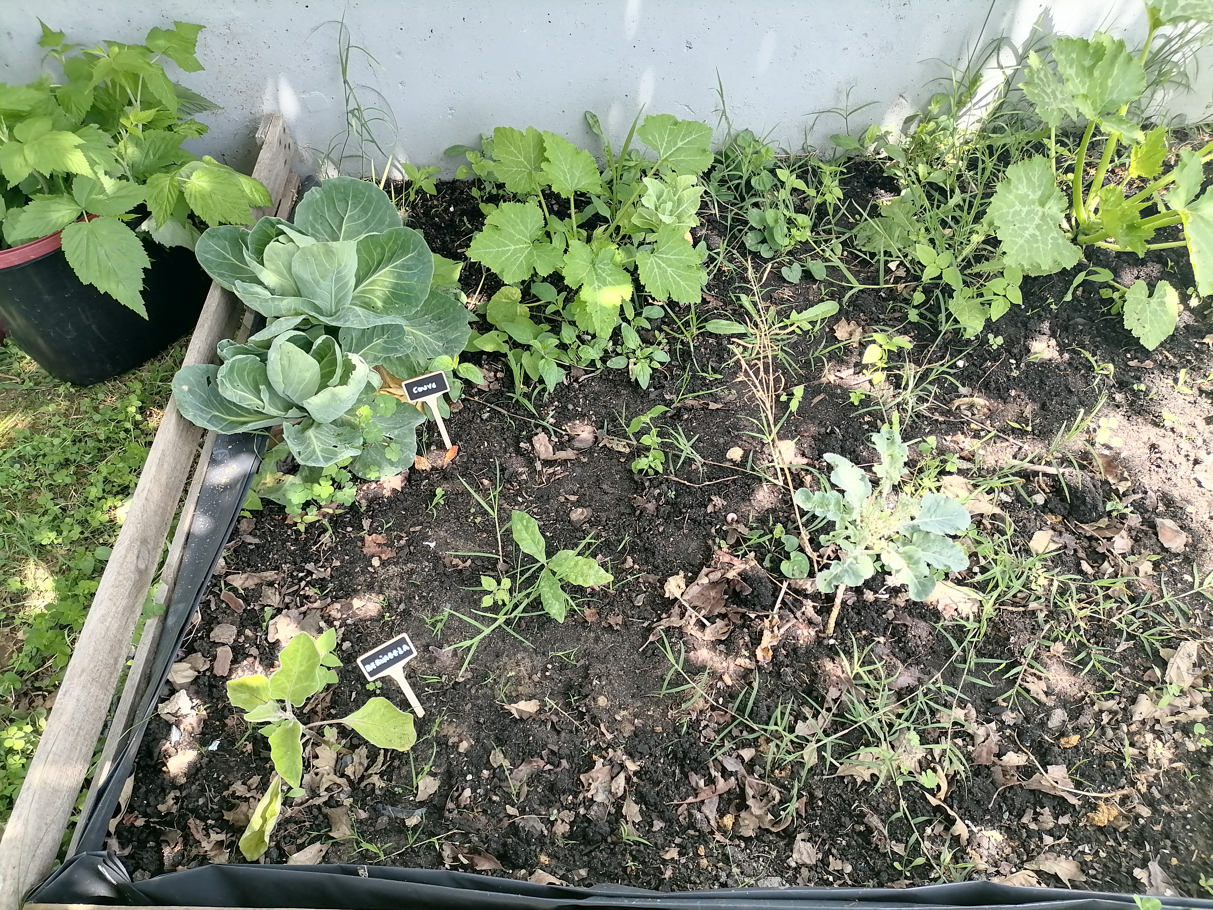 Hortícolas (couves, beringelas, curgetes) da Horta Bio.