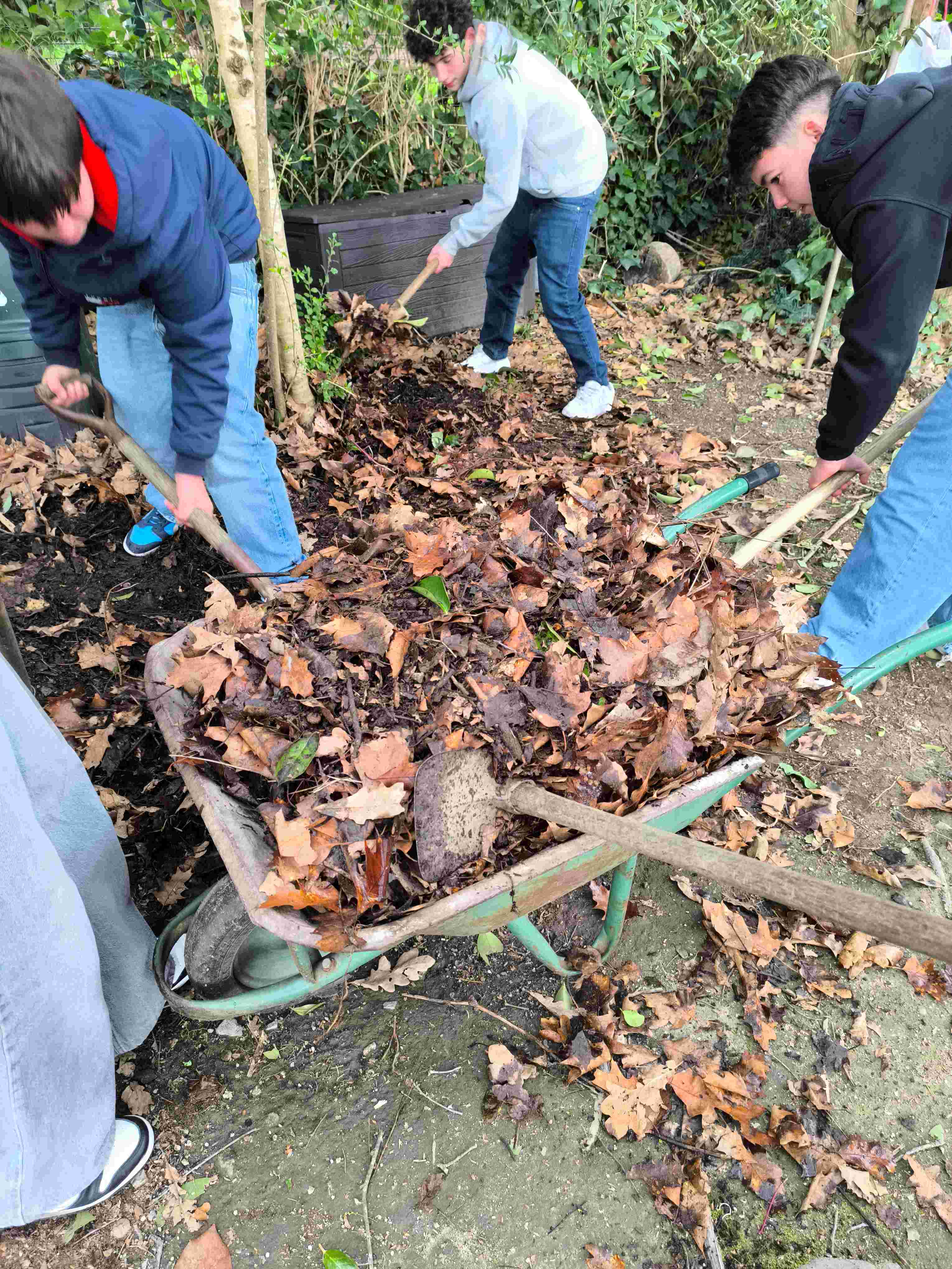 Recolha de composto para iniciar a preparação do solo.