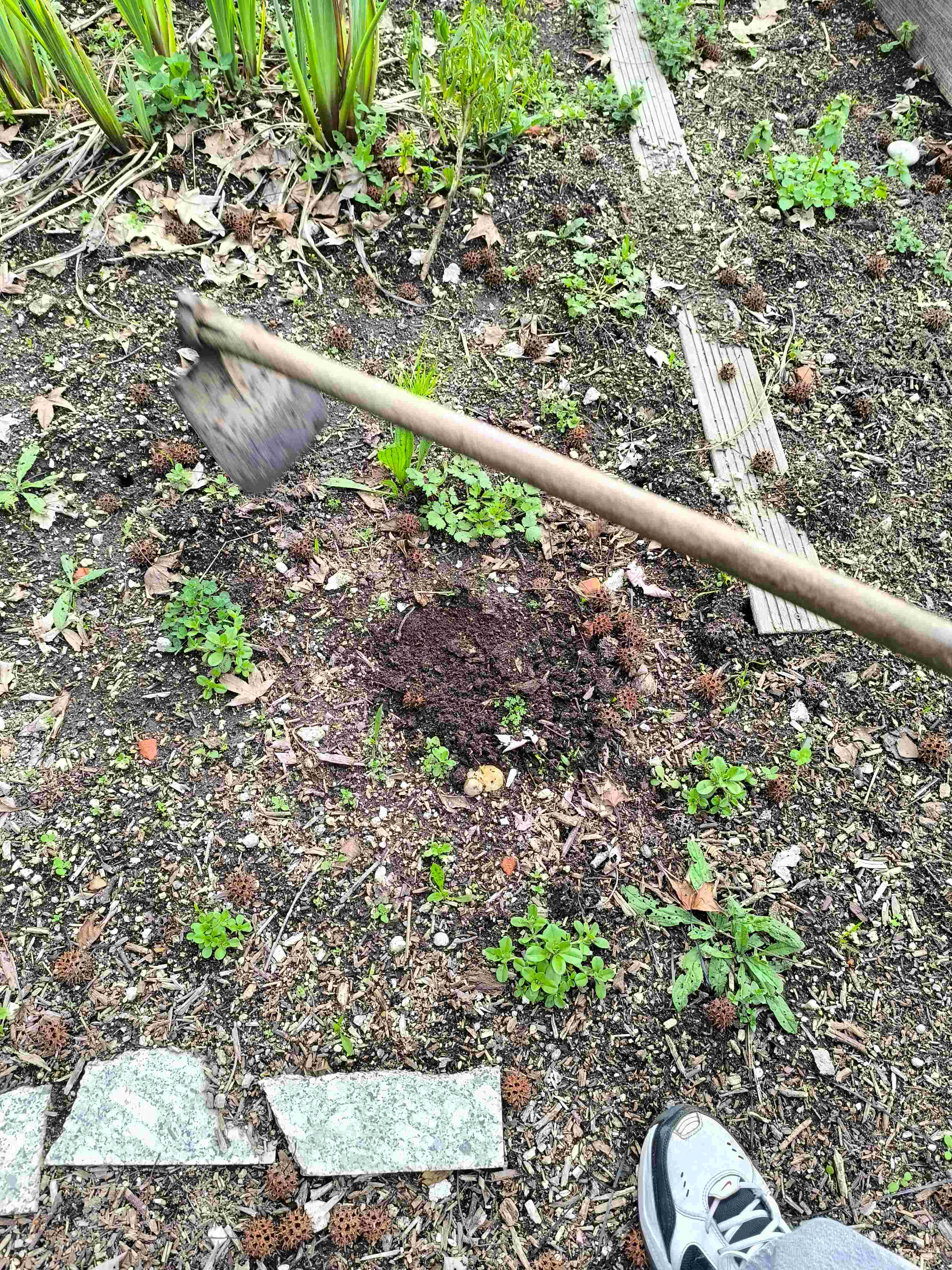 Preparação do terreno na Horta. Um espaço delimitado que anteriormente constituía uma estufa.