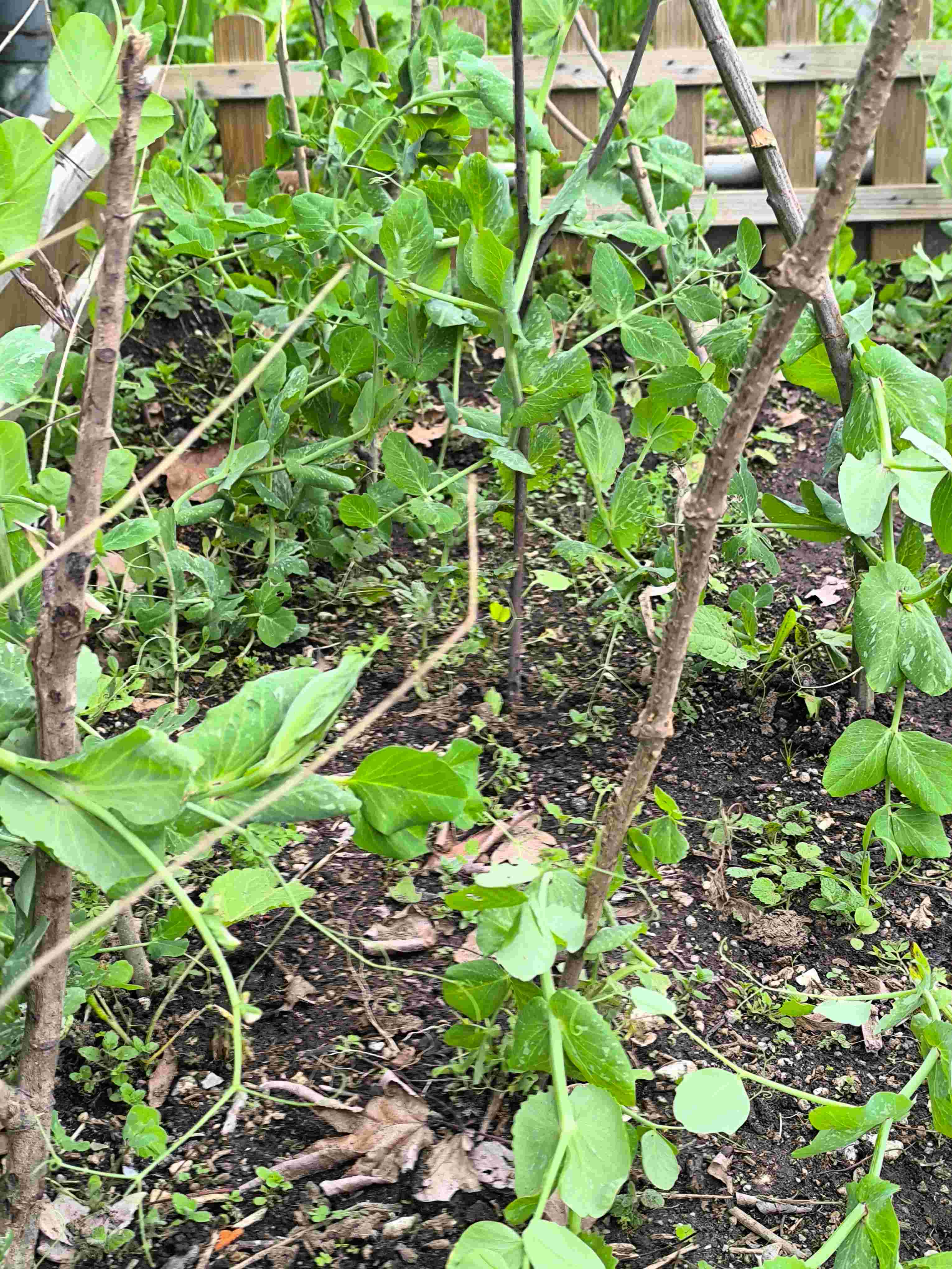 Plantação de ervilheiras.